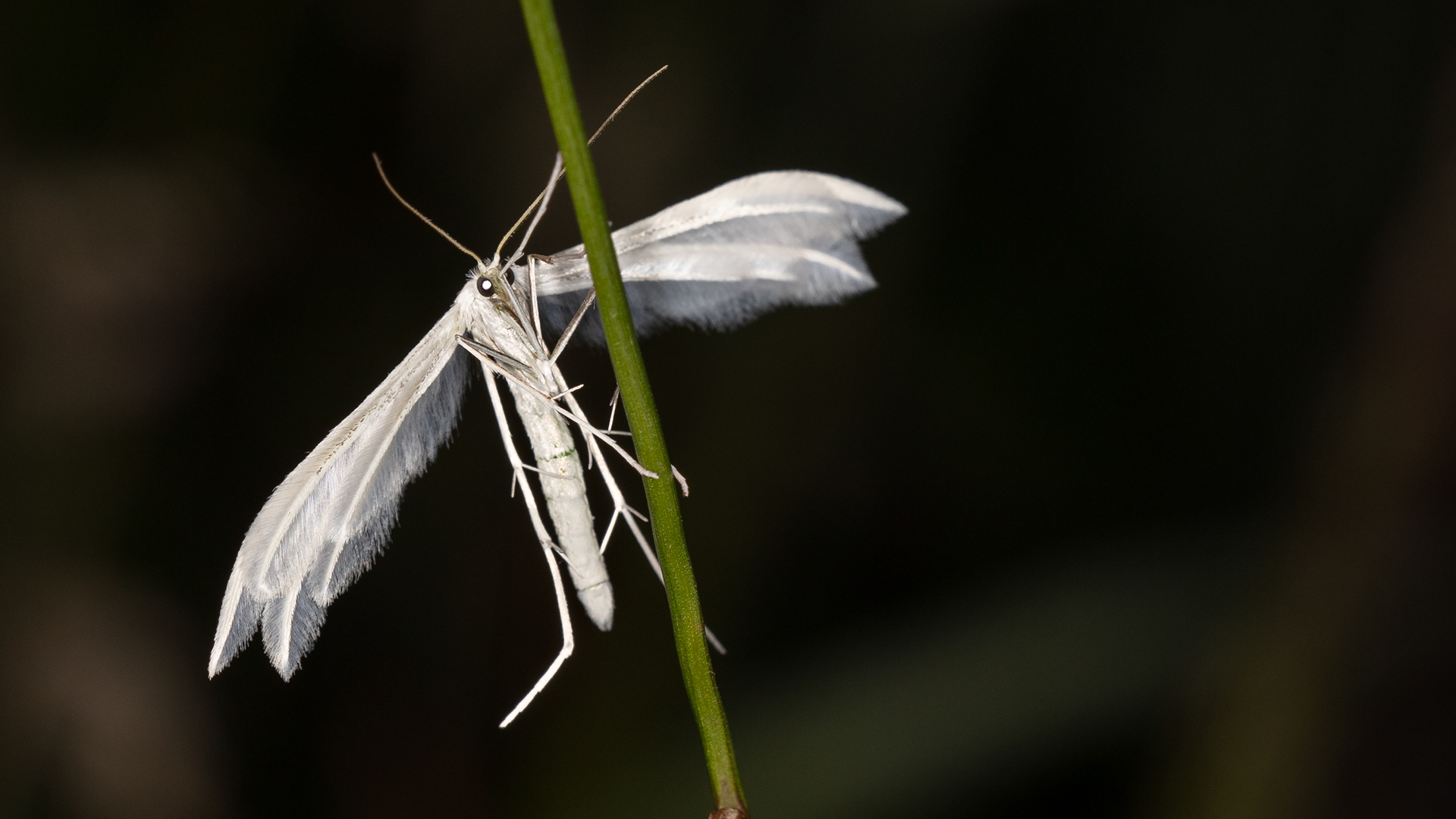 White Plume Moth