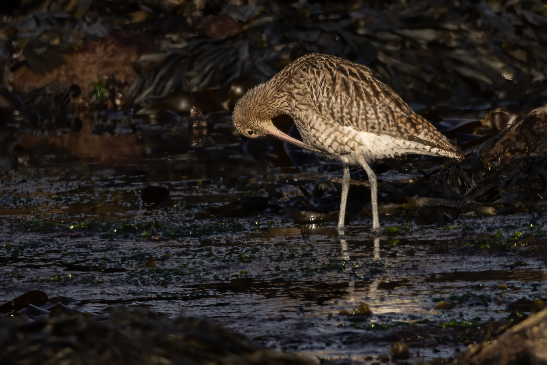 Curlew