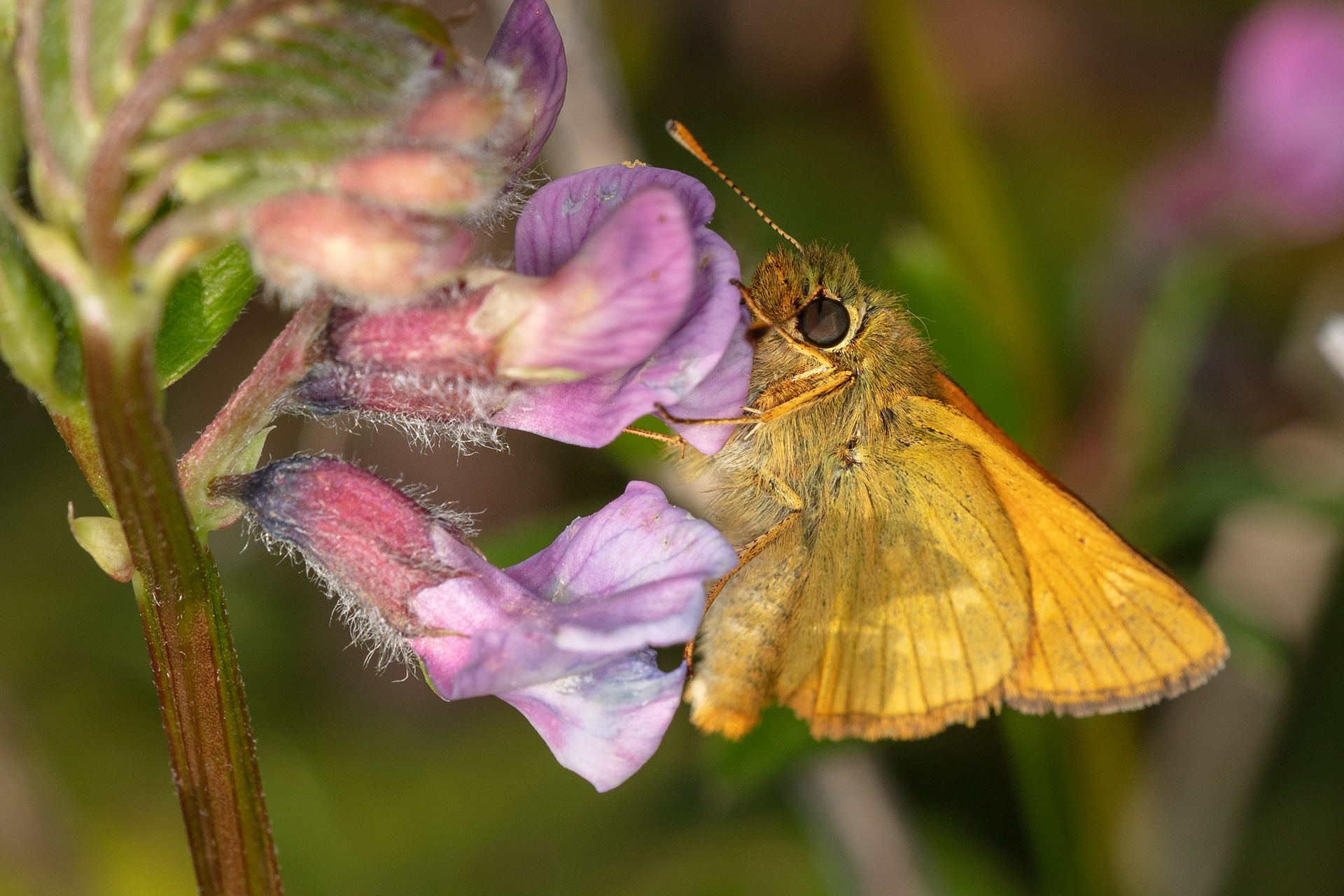 Large Skipper