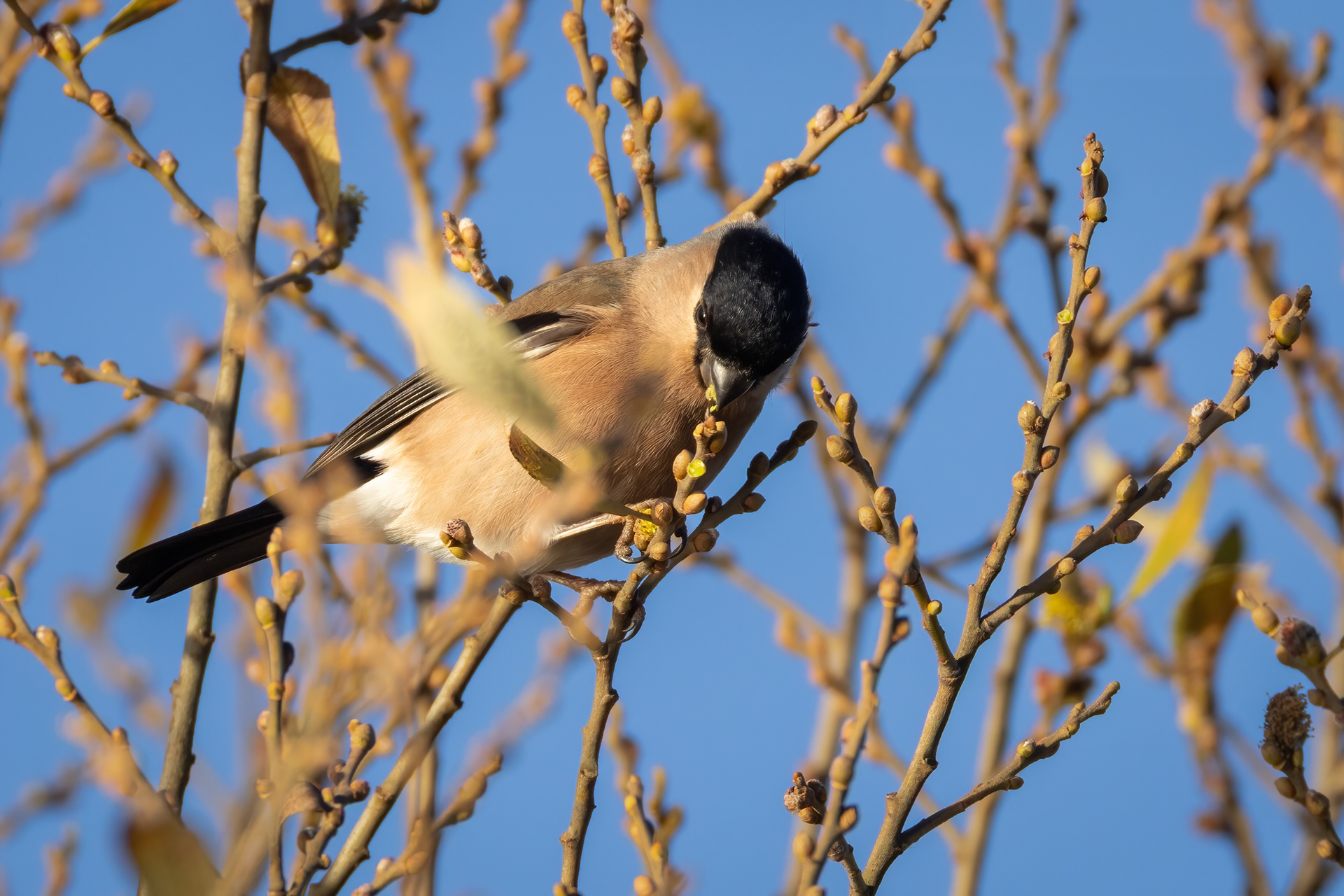 Bullfinch (female)