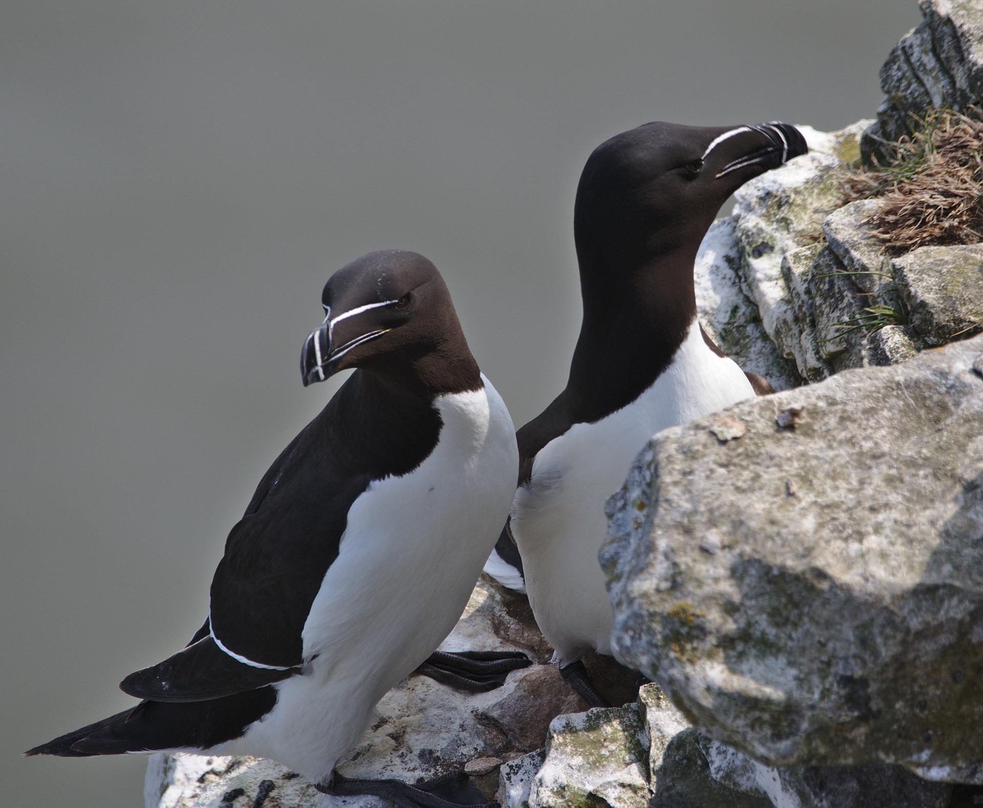 Razorbills