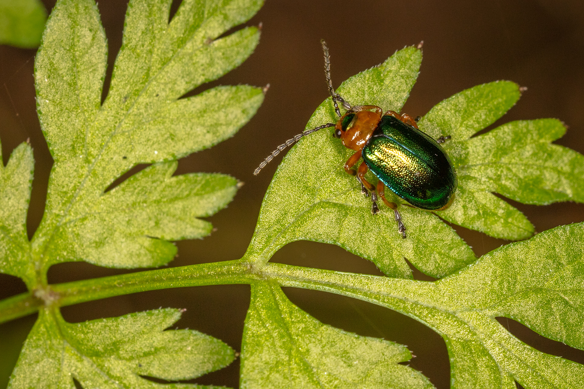Leaf beetle (Sermylassa halensis)