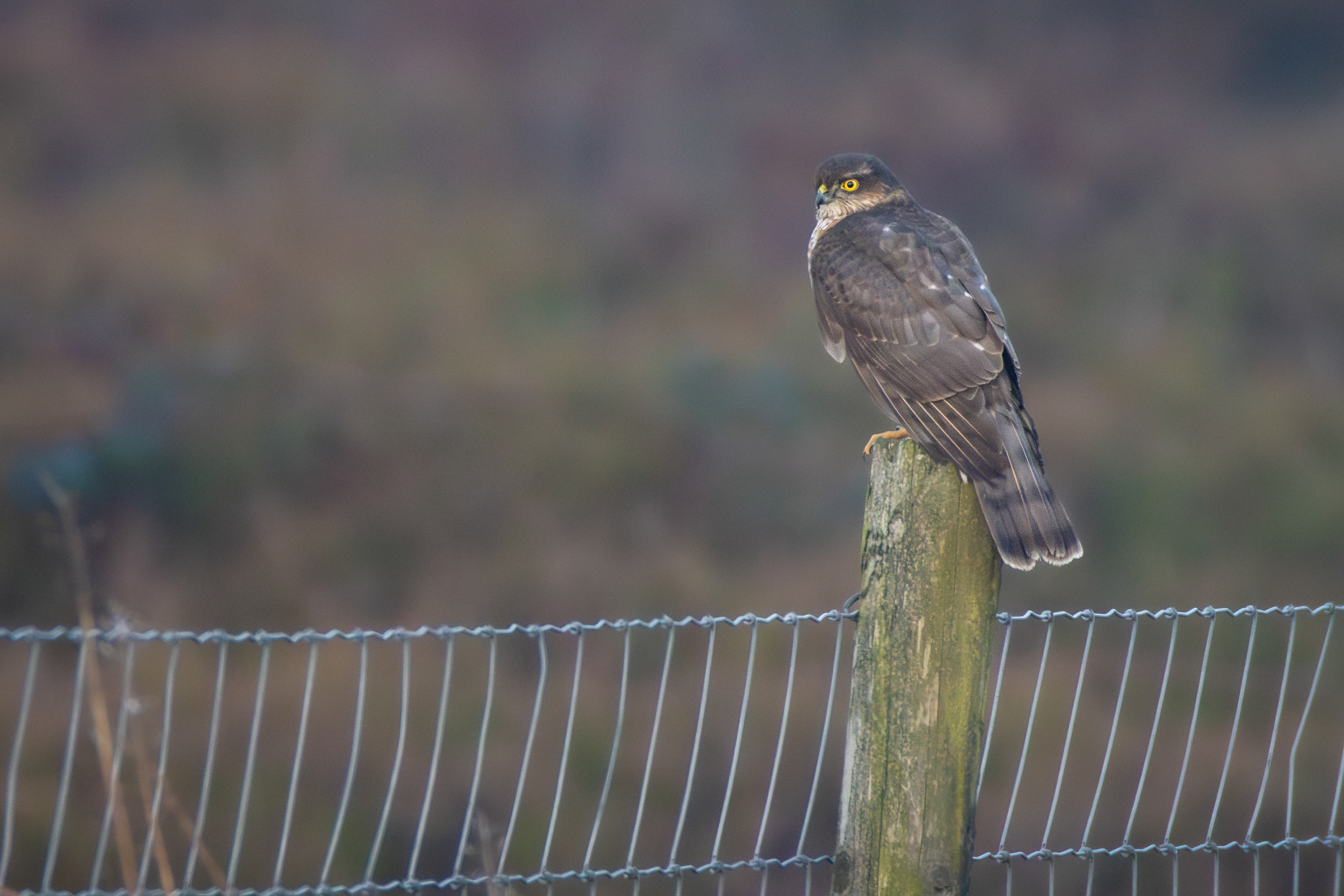 Sparrowhawk (female)