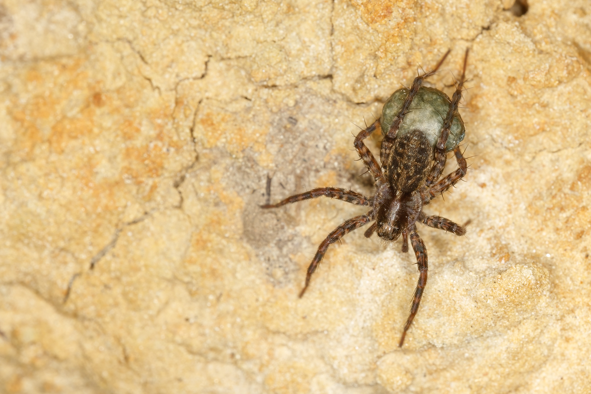 Wolf Spider (female with egg sac)