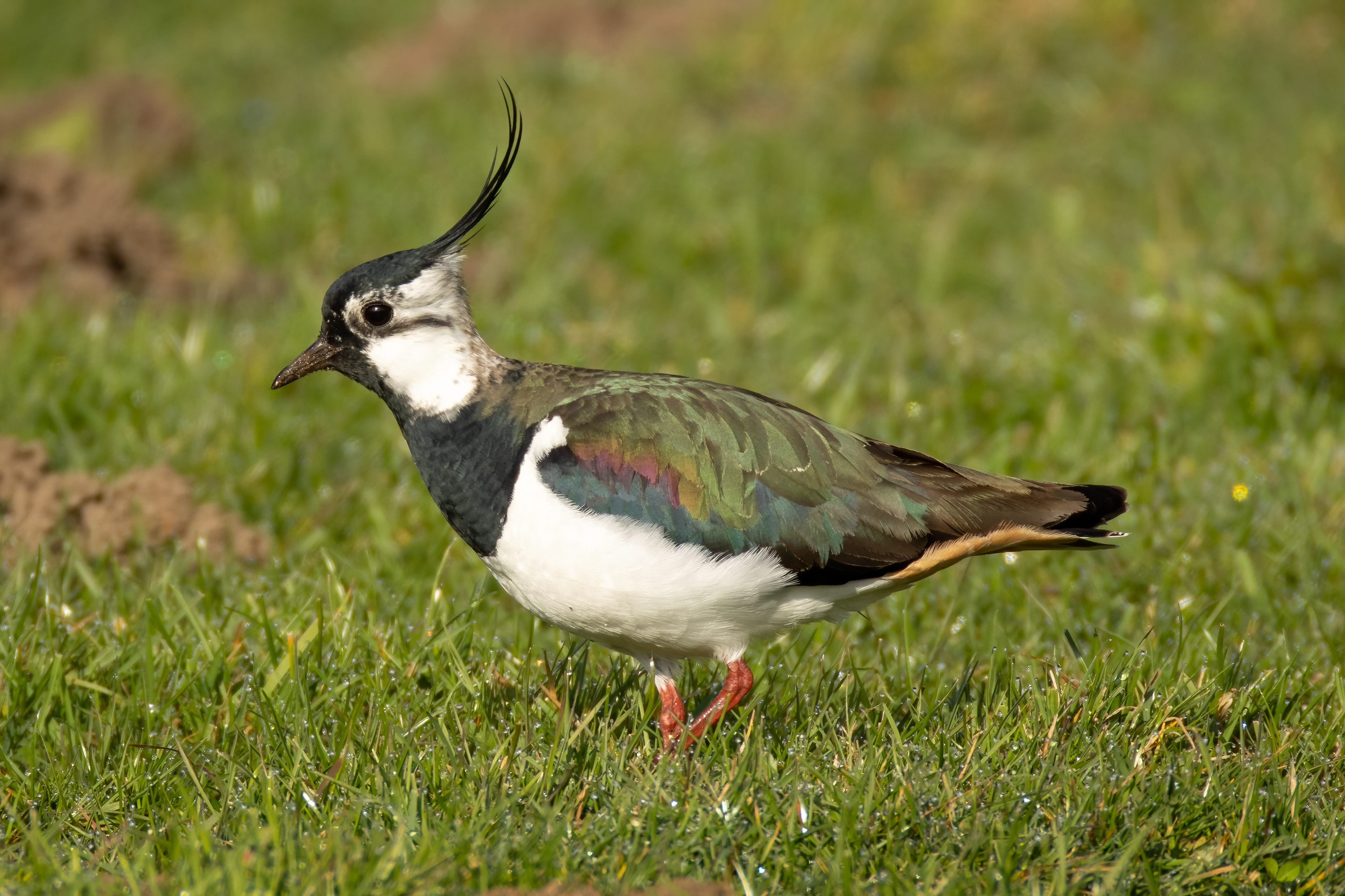 Lapwing