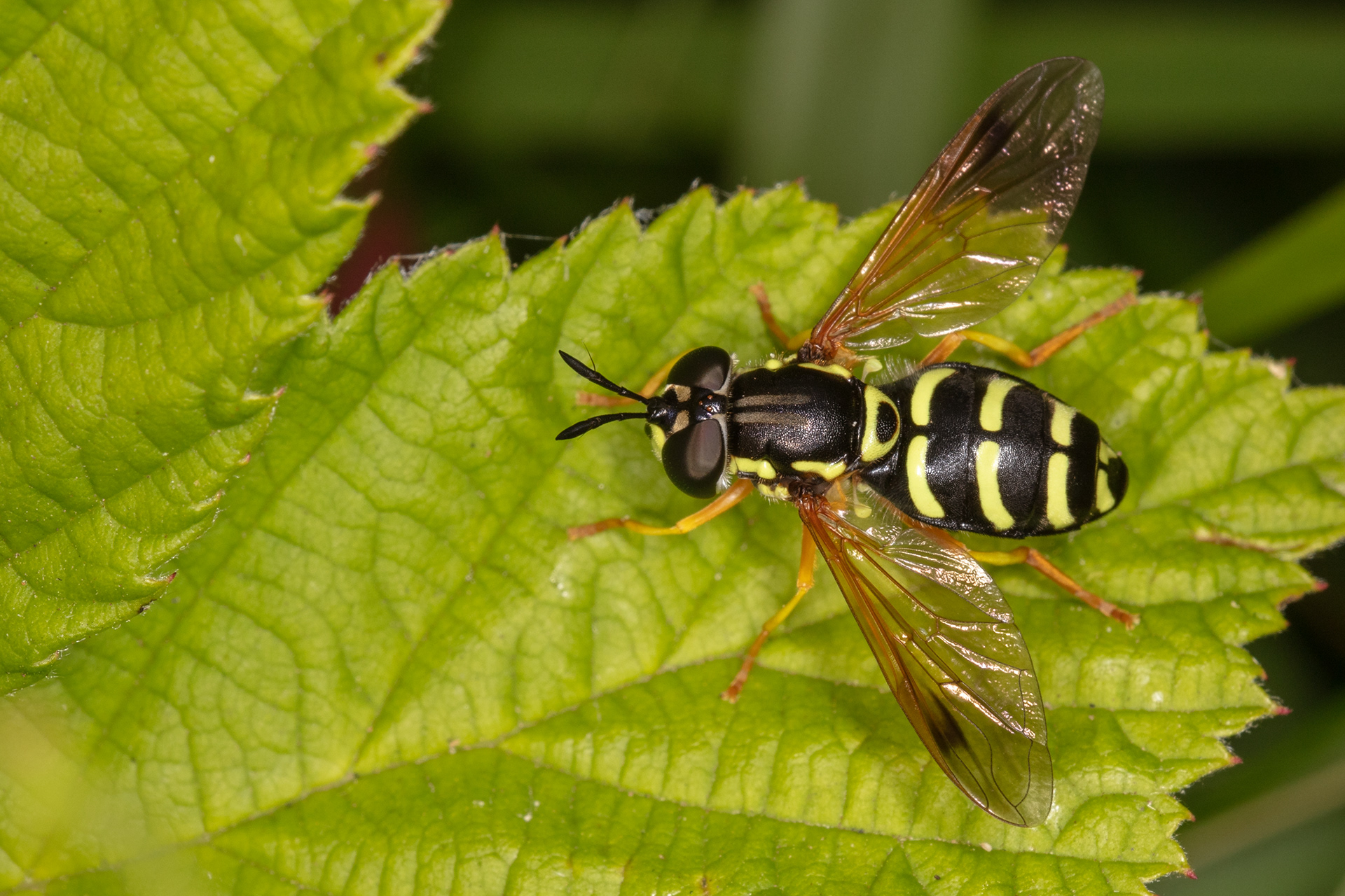 Hoverfly (Chrysotoxum Elegans)