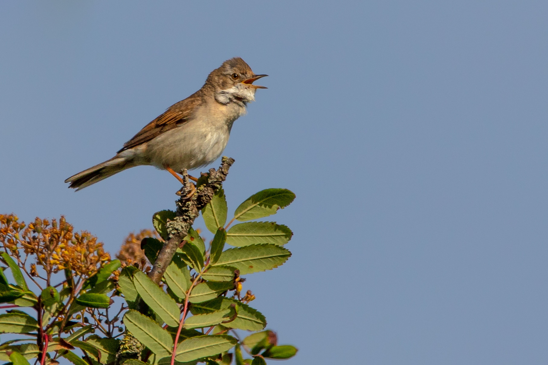 Common Whitethroat