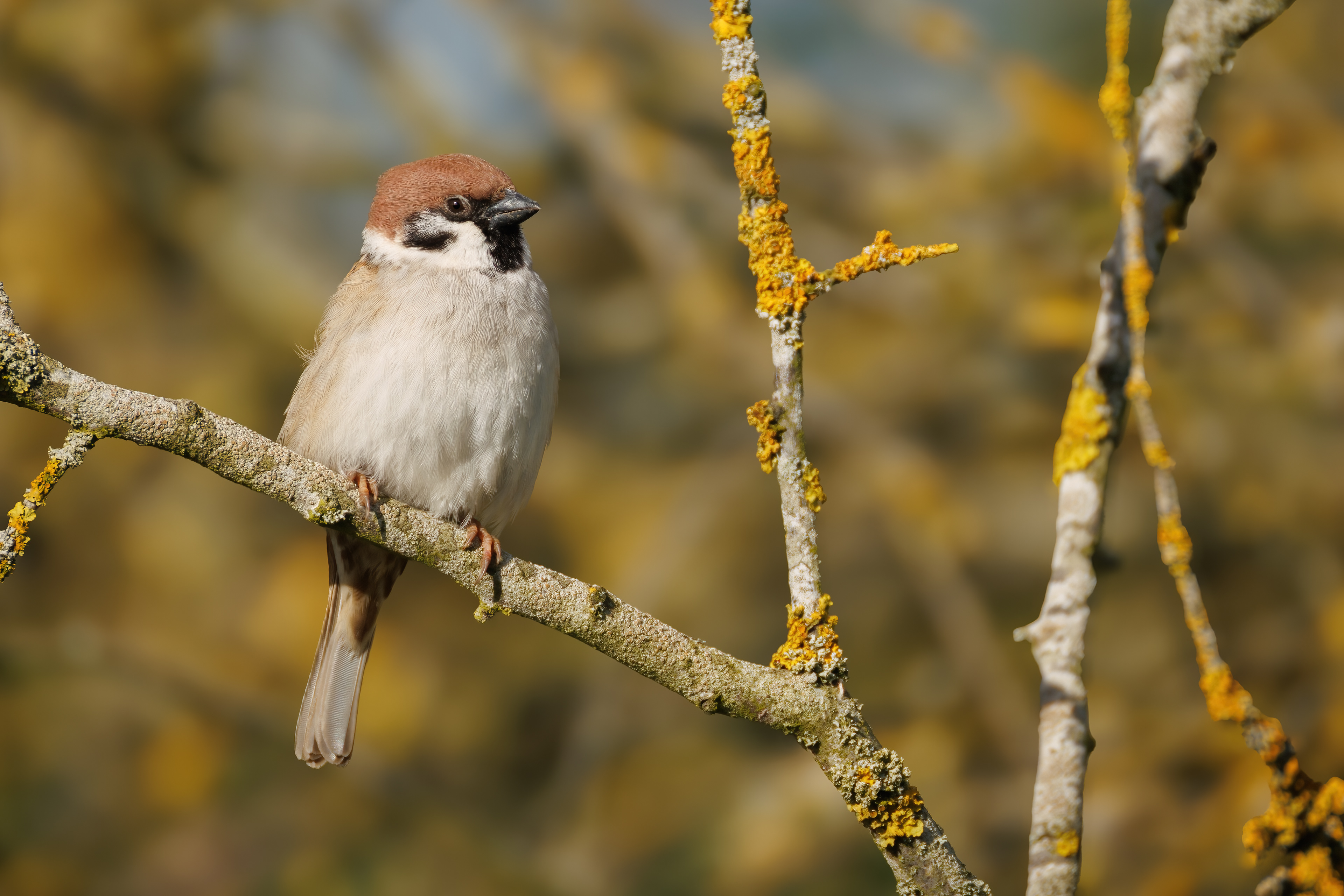 Tree Sparrow