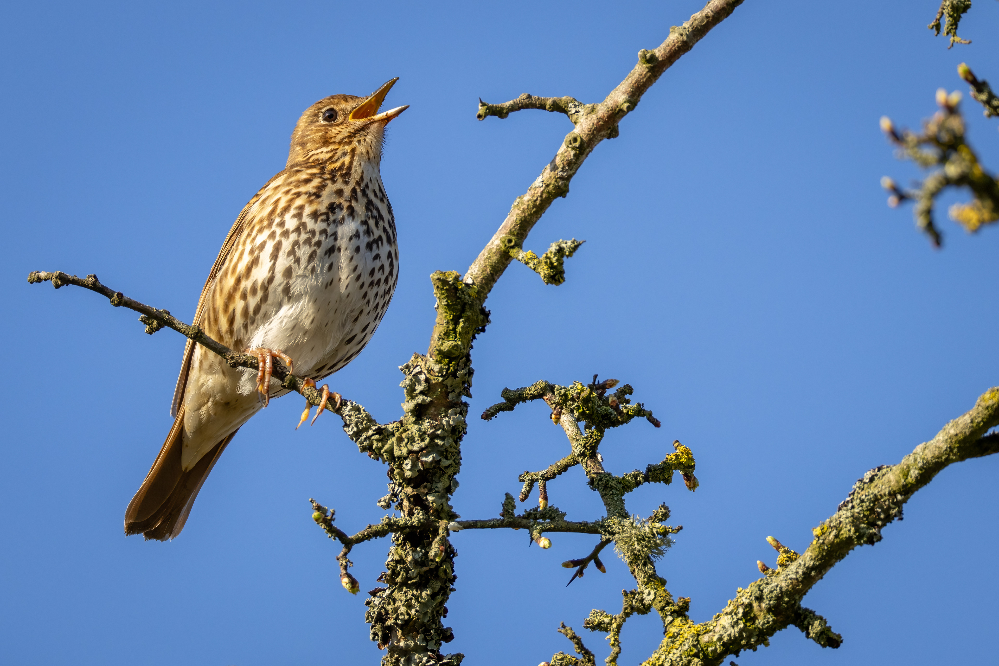 Song Thrush