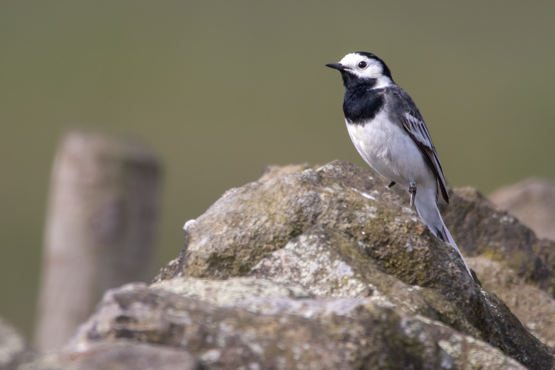 Pied Wagtail