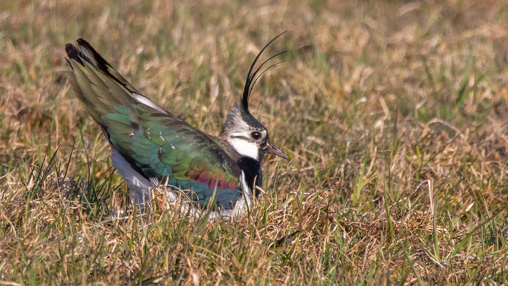 Lapwing