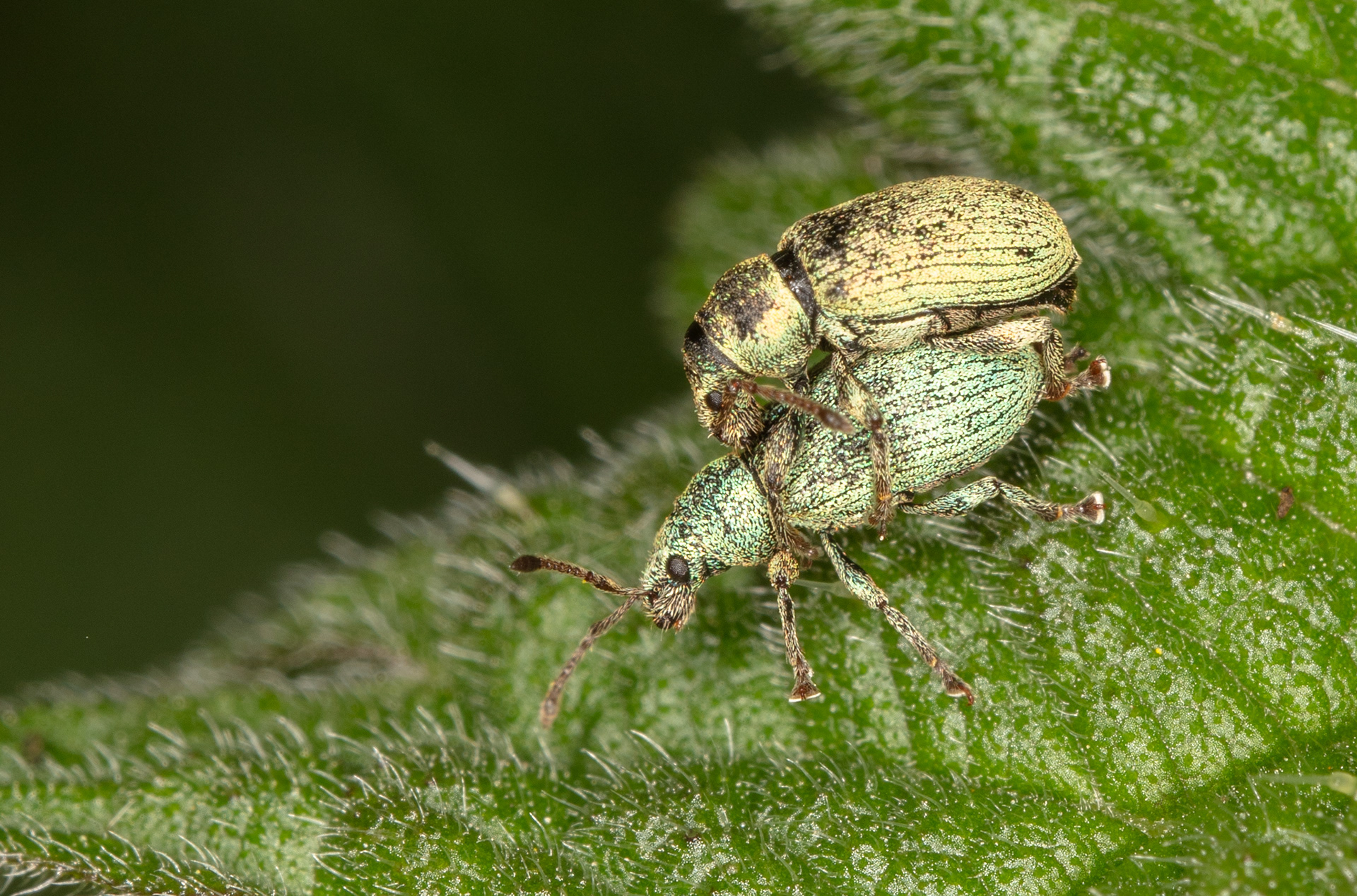 Silver Green Leaf Weevils