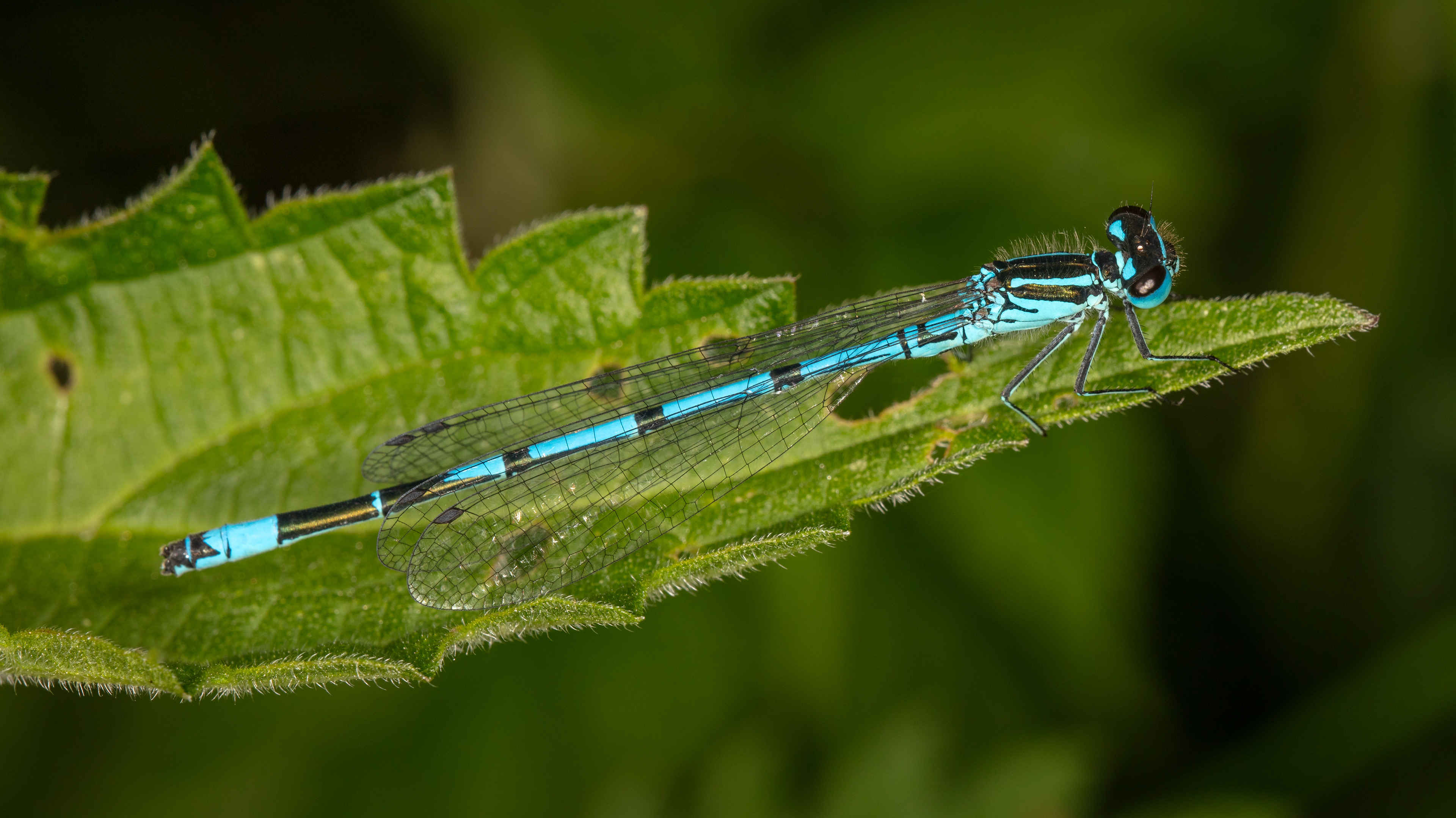 Azure Damselfly