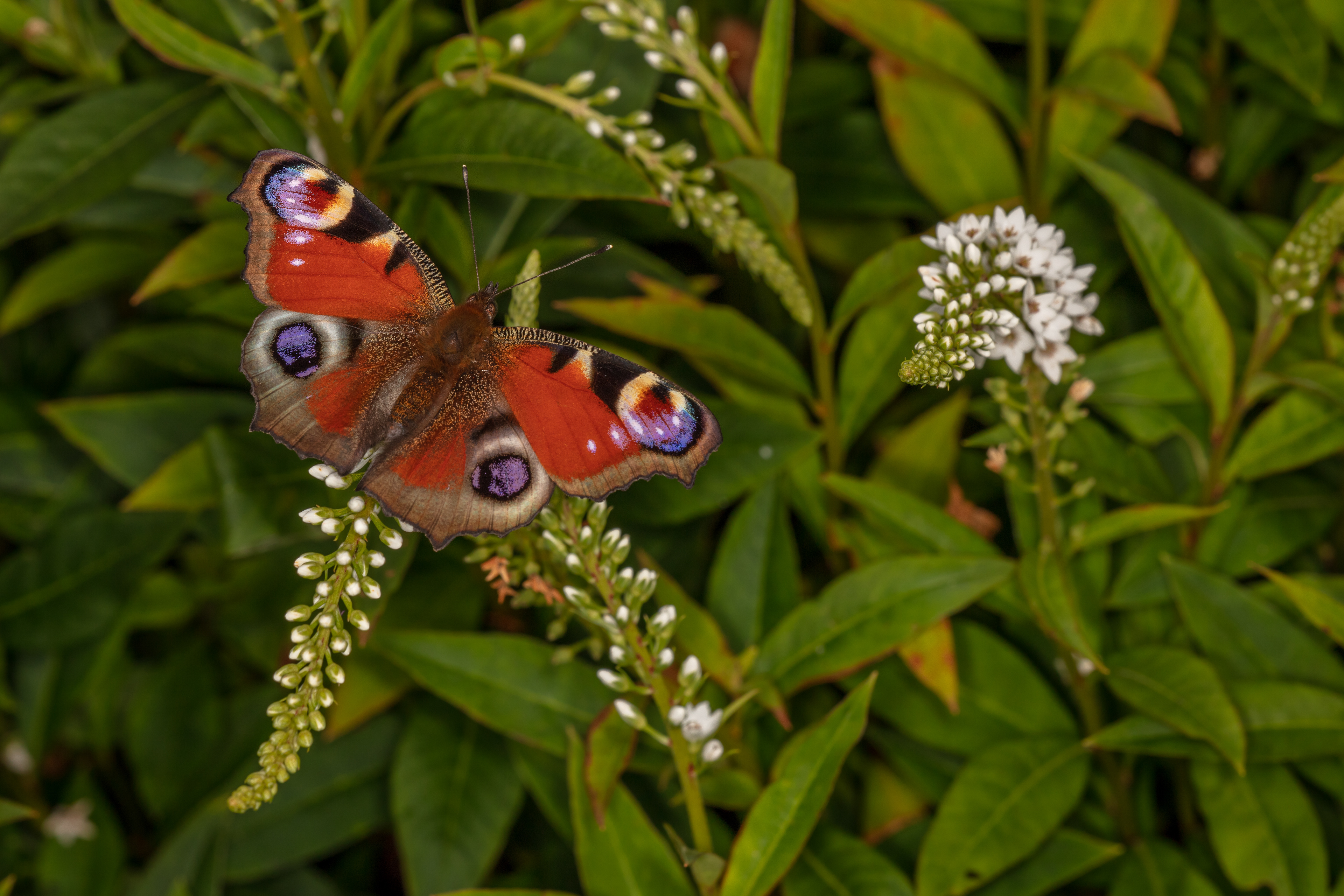Peacock Butterfly
