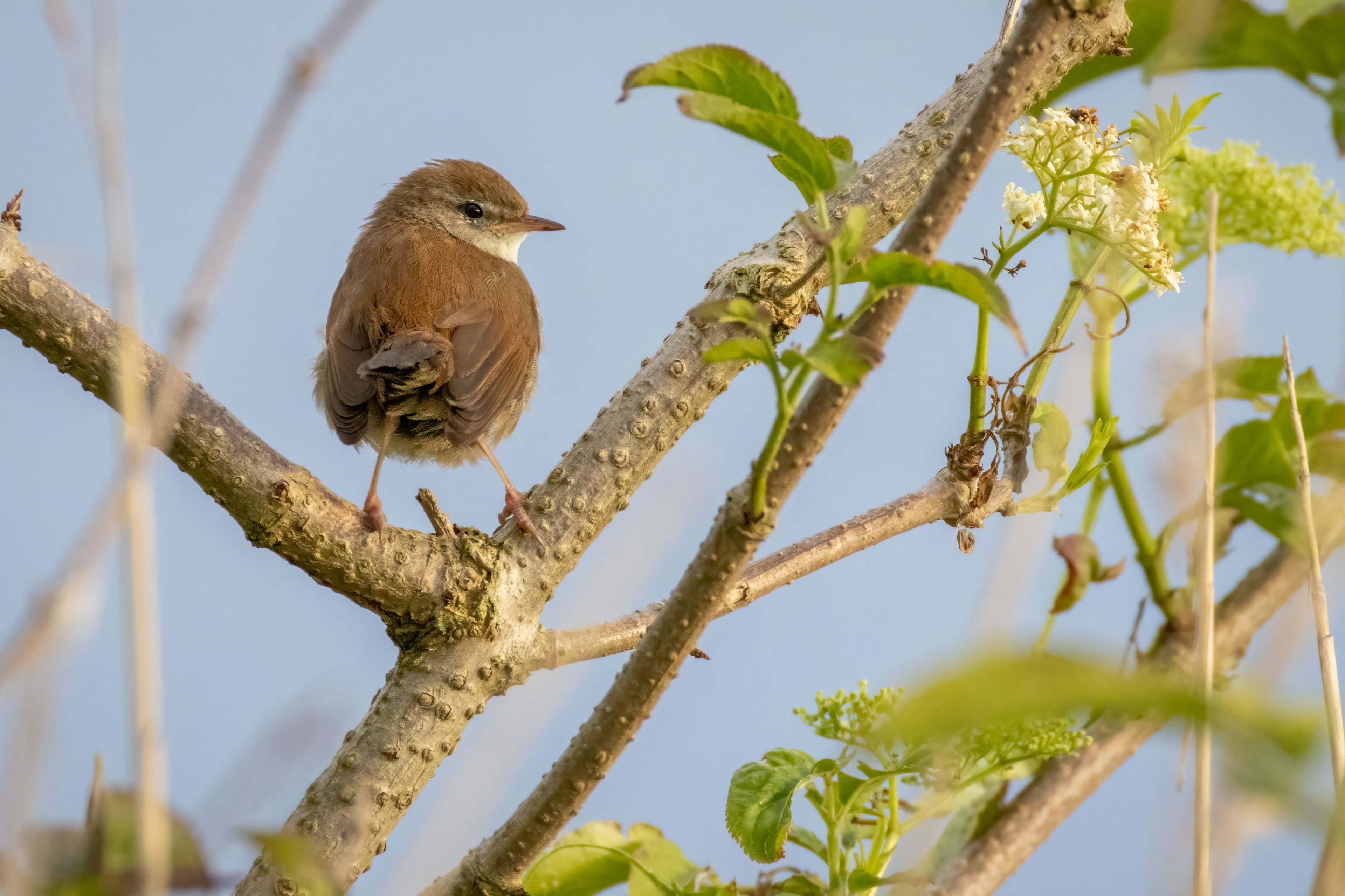 Cetti's Warbler