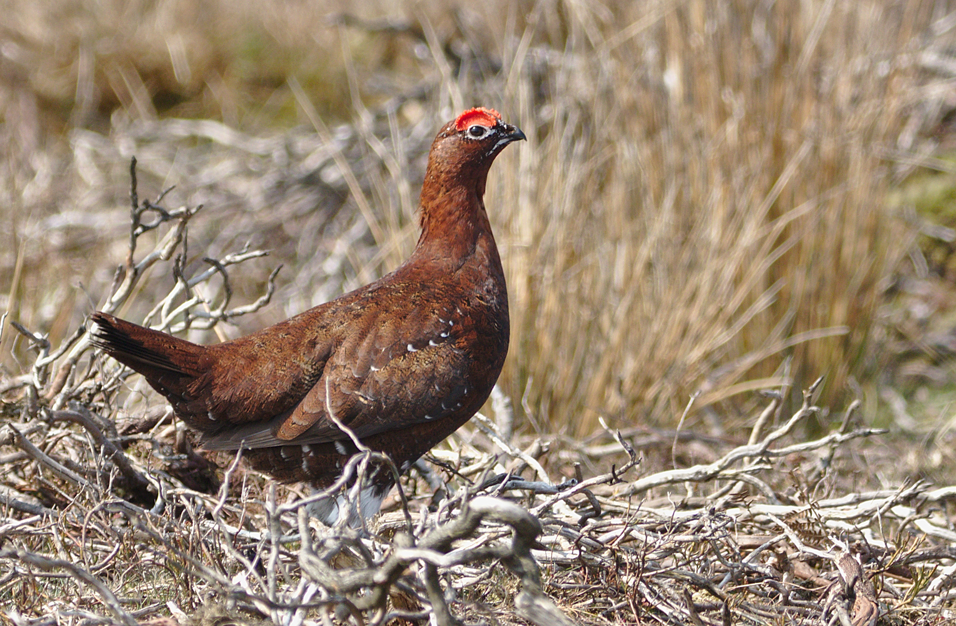 Red Grouse