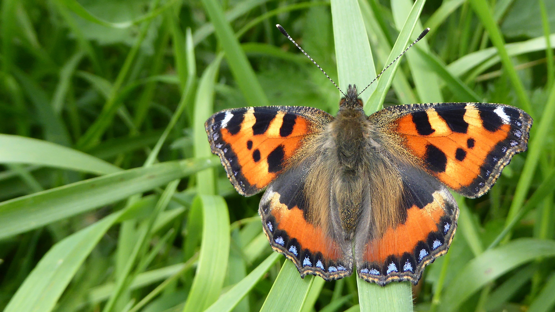 Tortoiseshell Butterfly