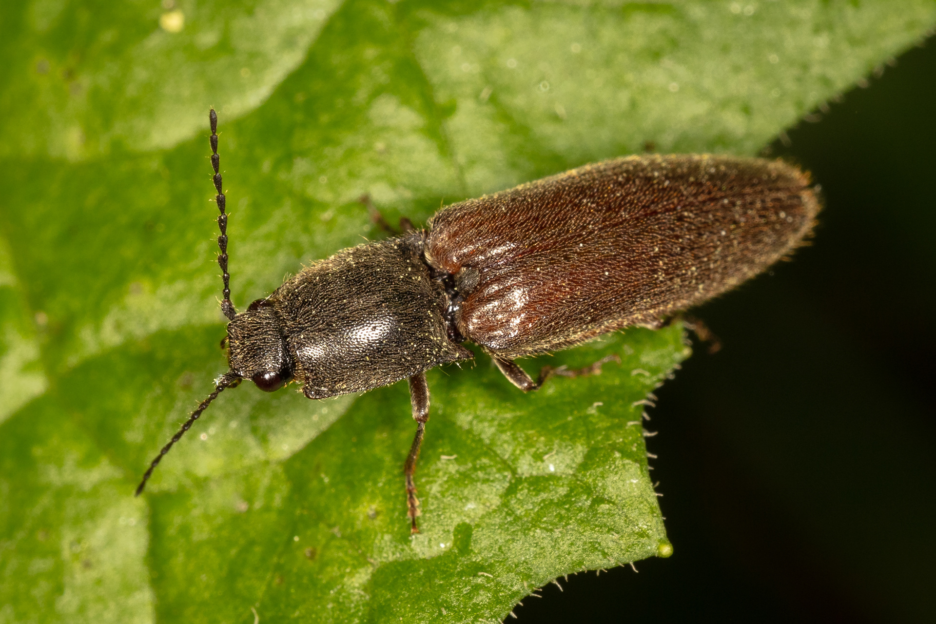 Click Beetle