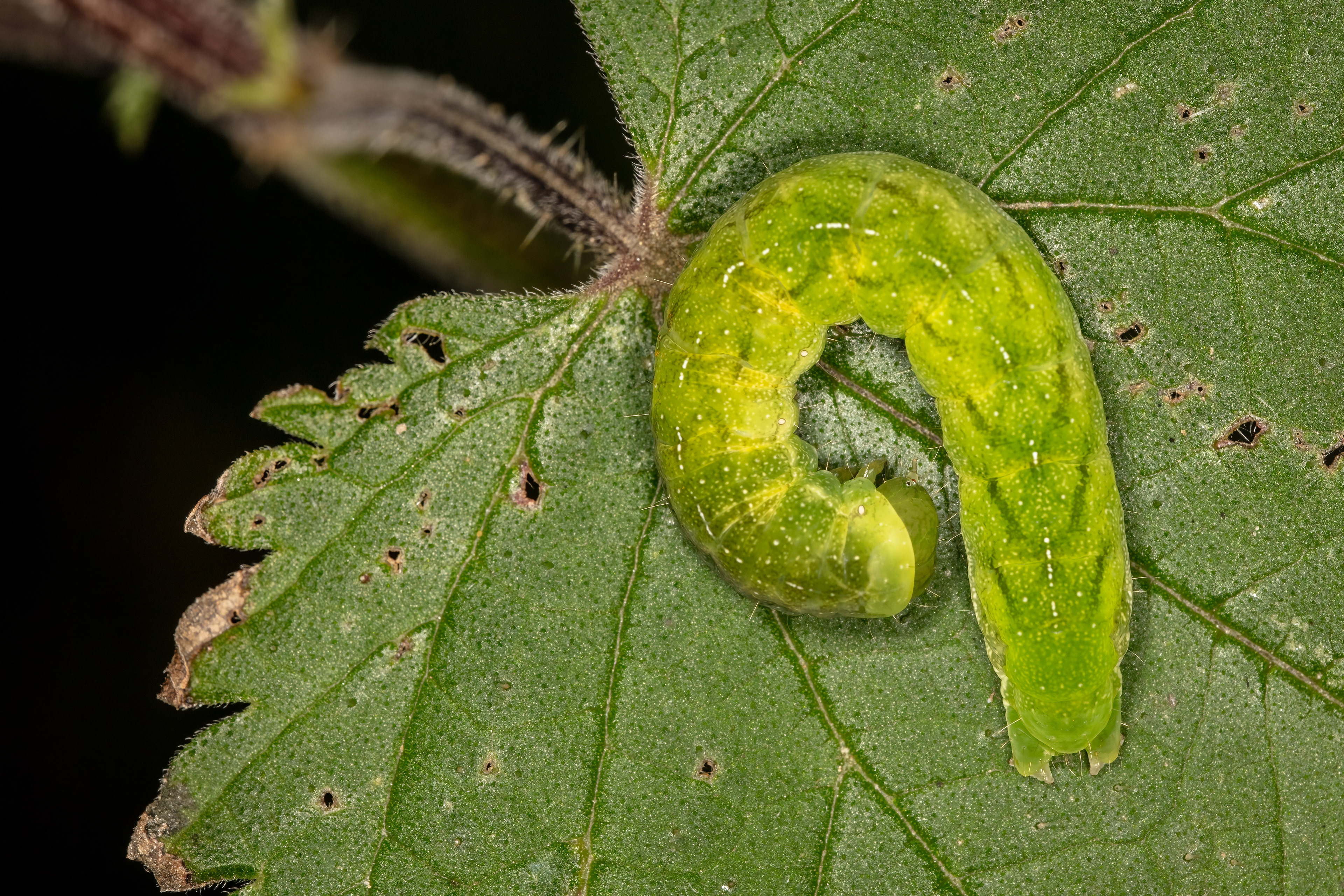 Angle Shades Caterpillar