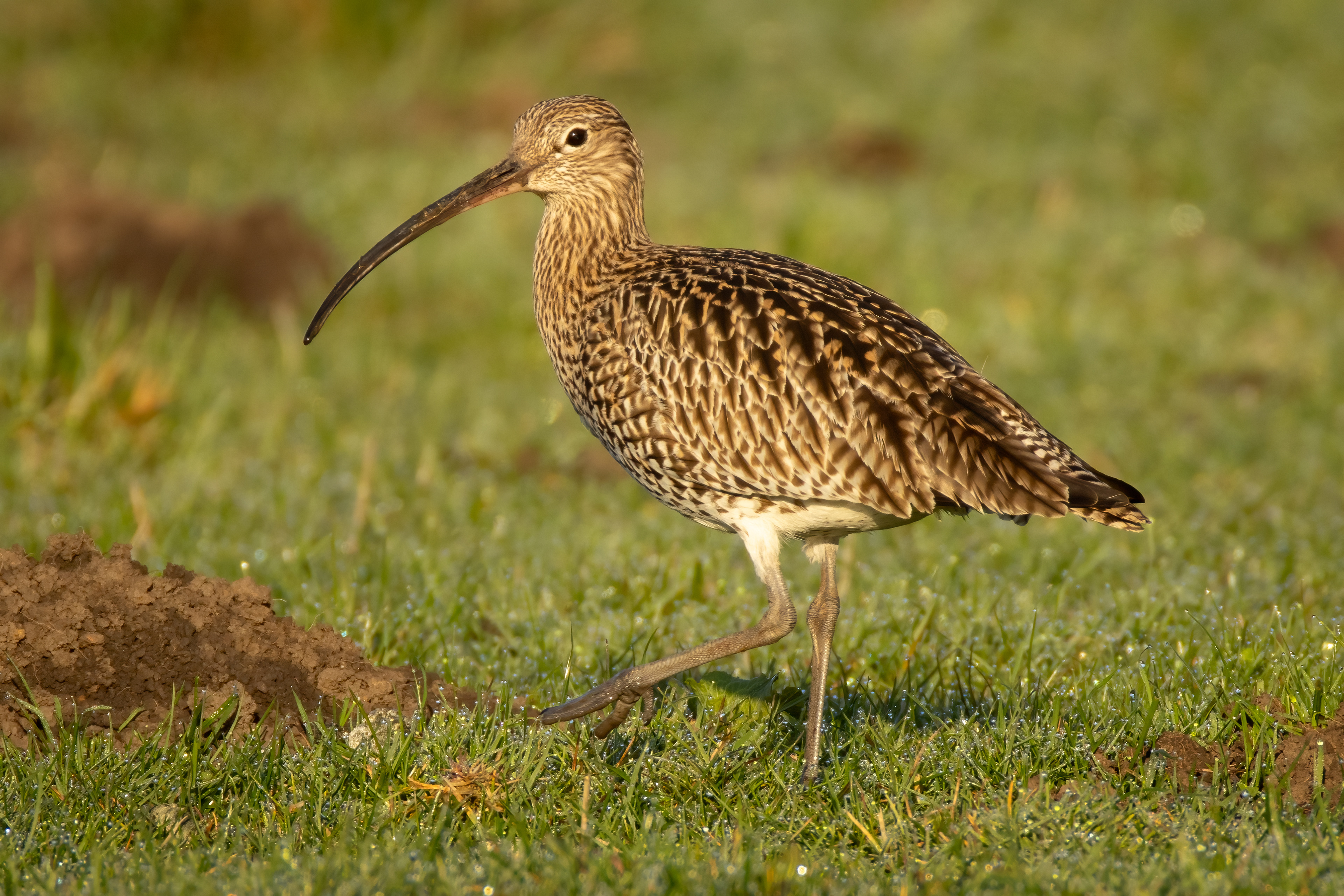 Curlew