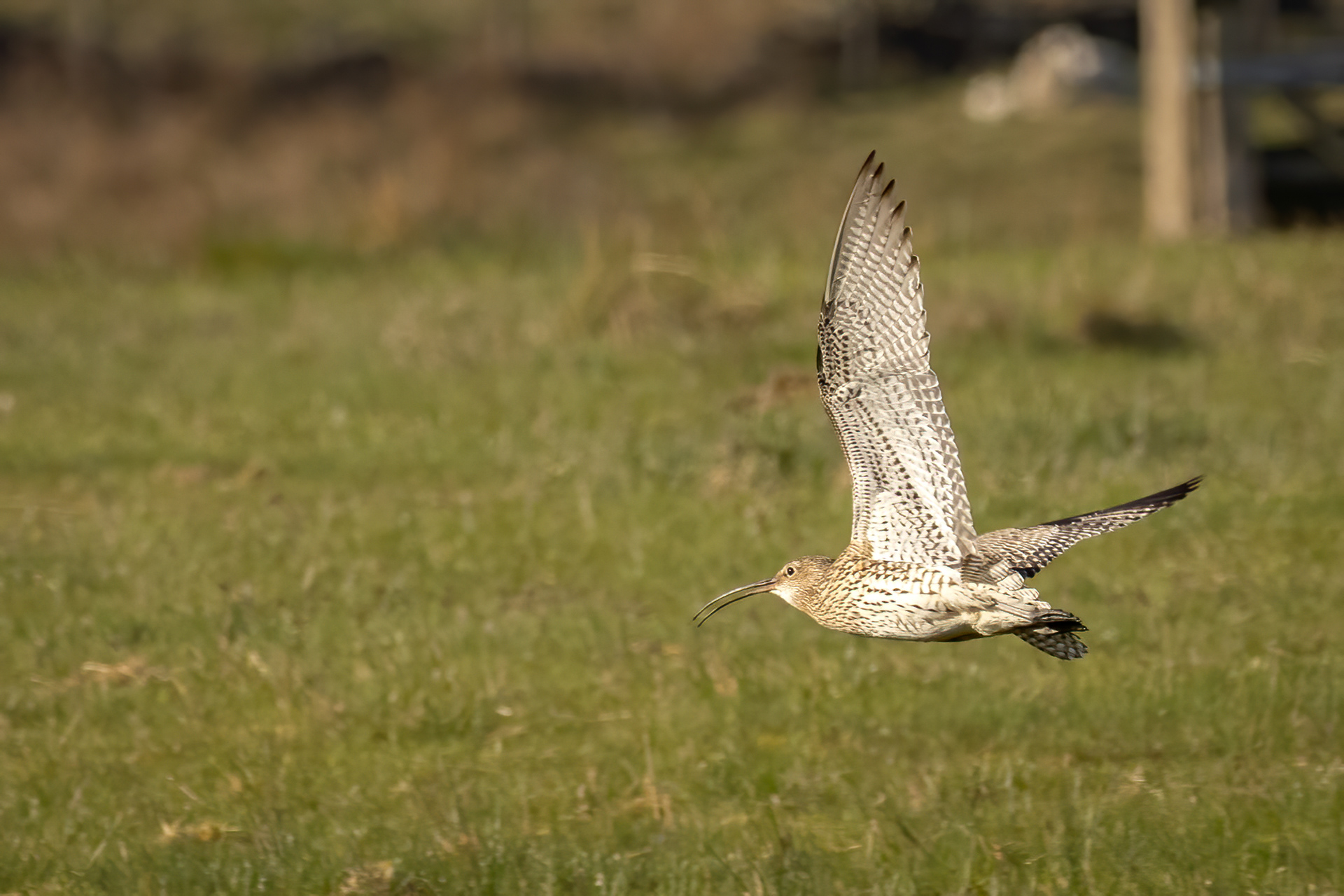 Curlew
