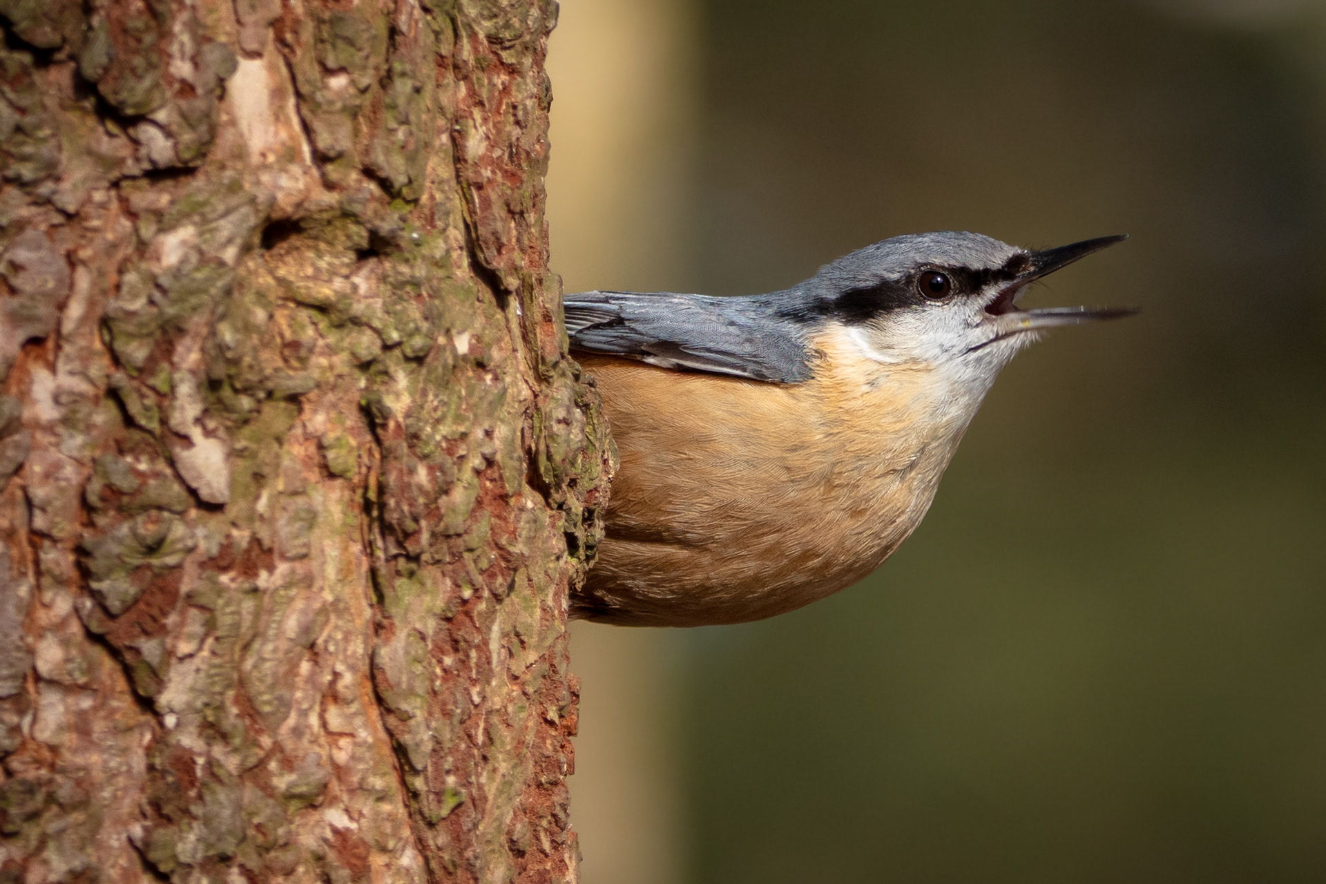 Nuthatch