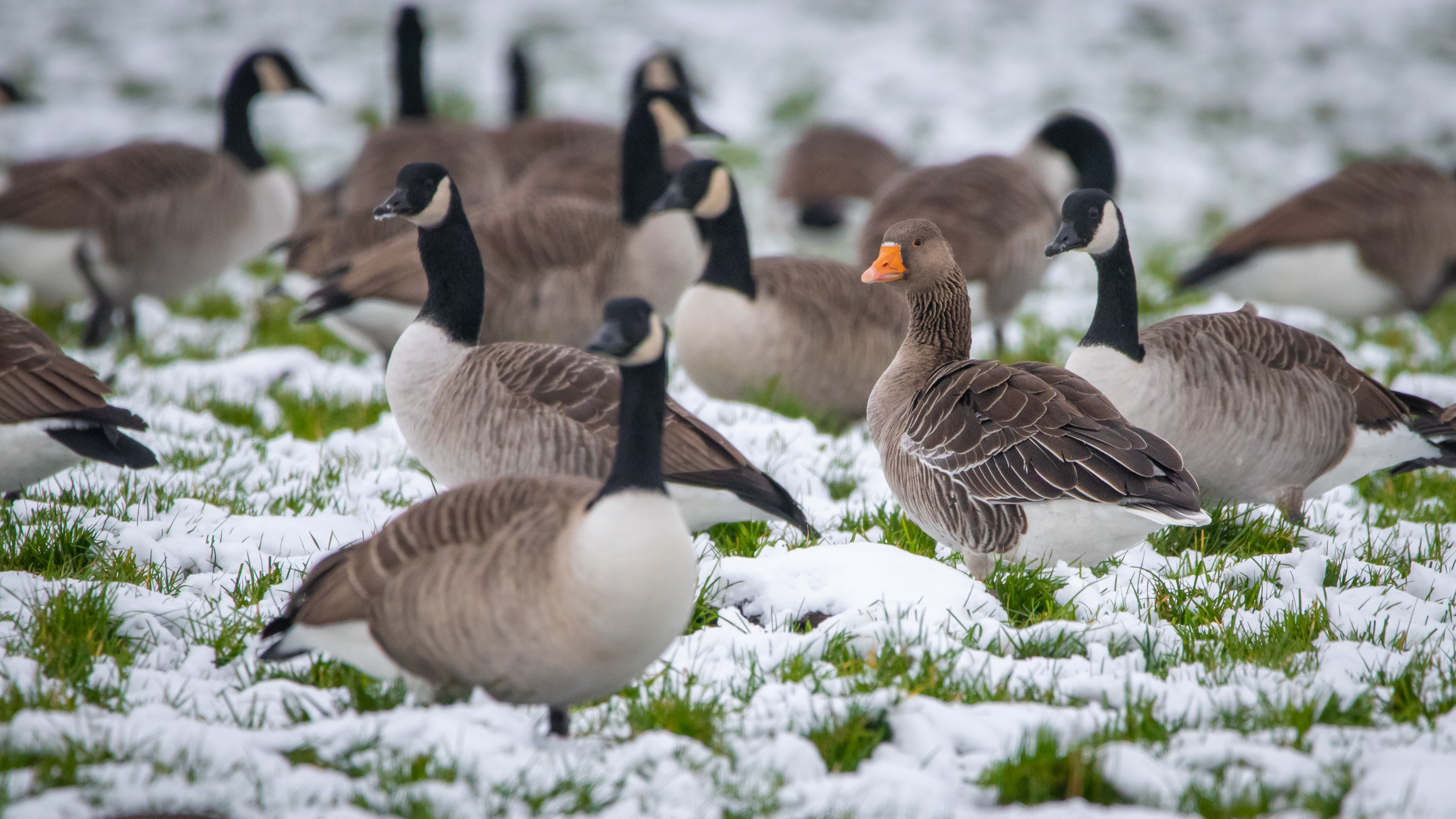 Greylag goose among Canada geese
