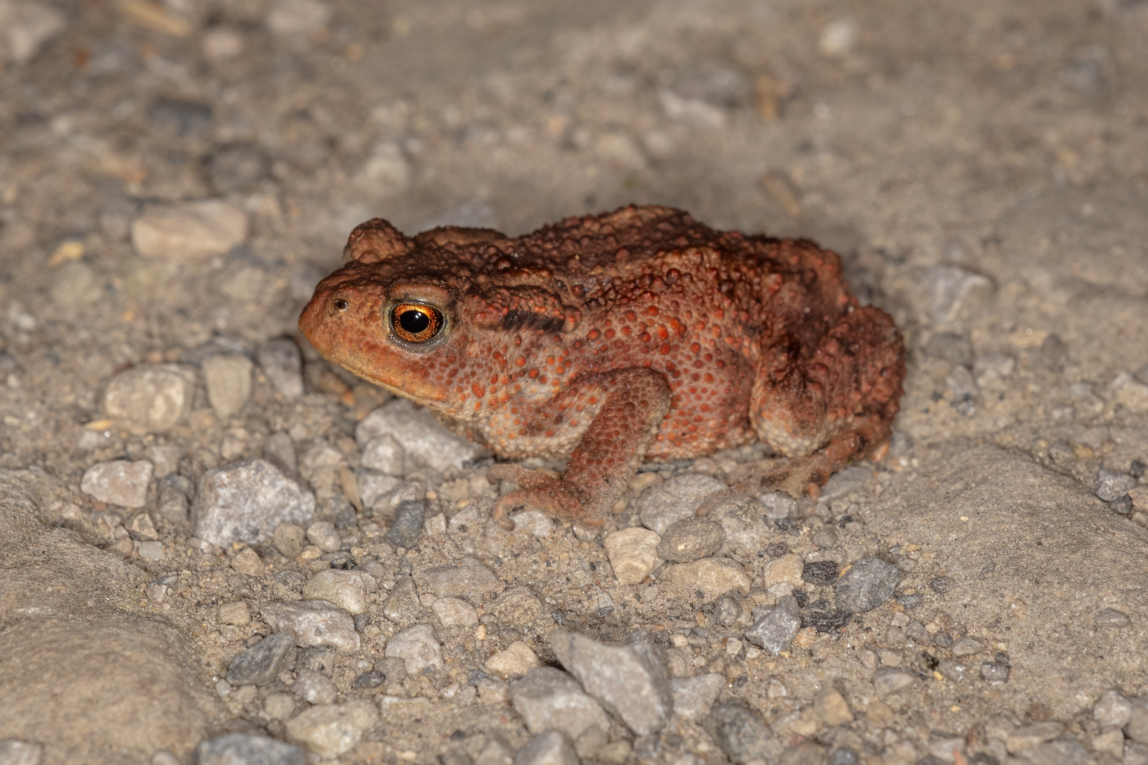 Common Toad