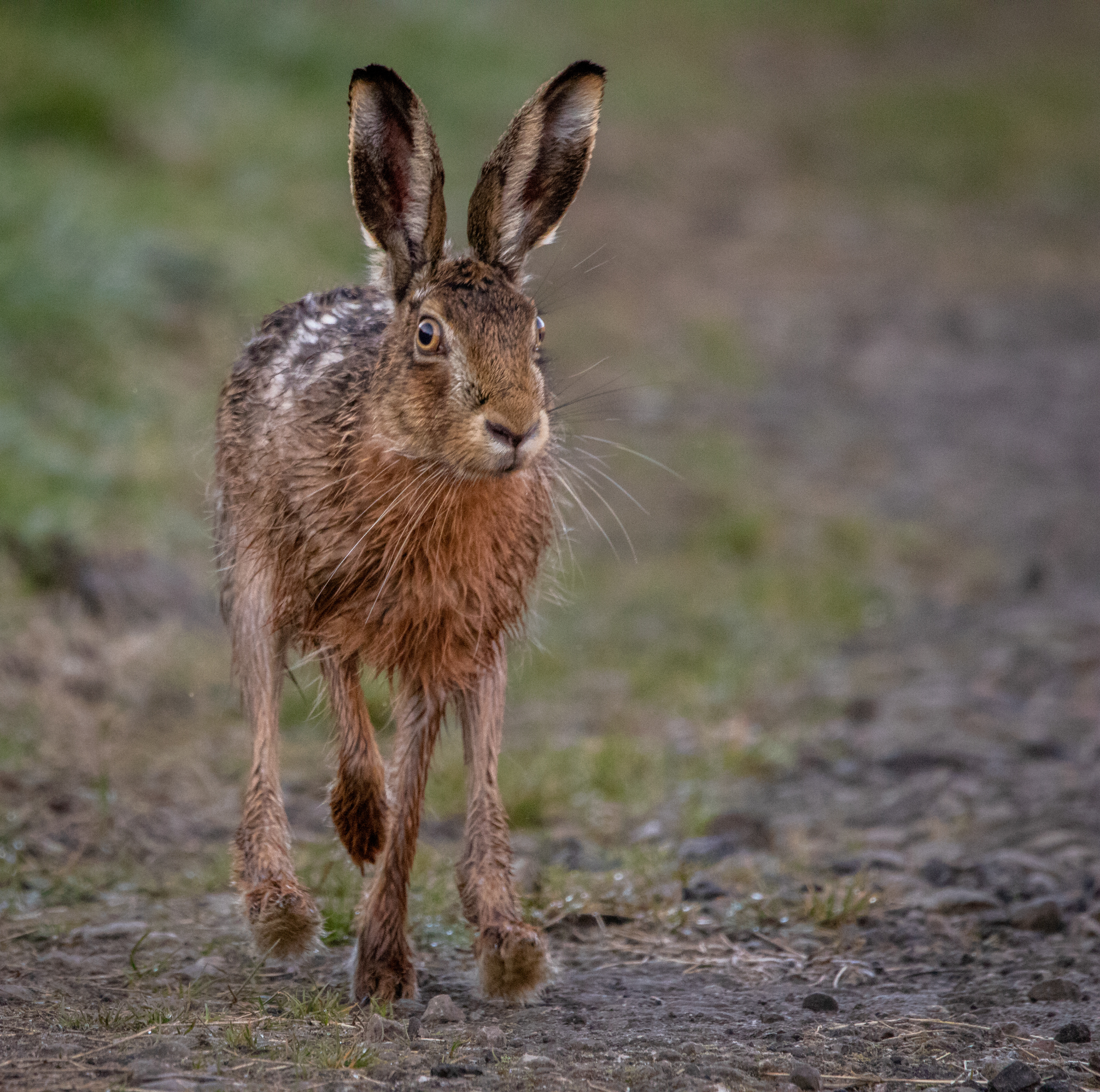 European Hare