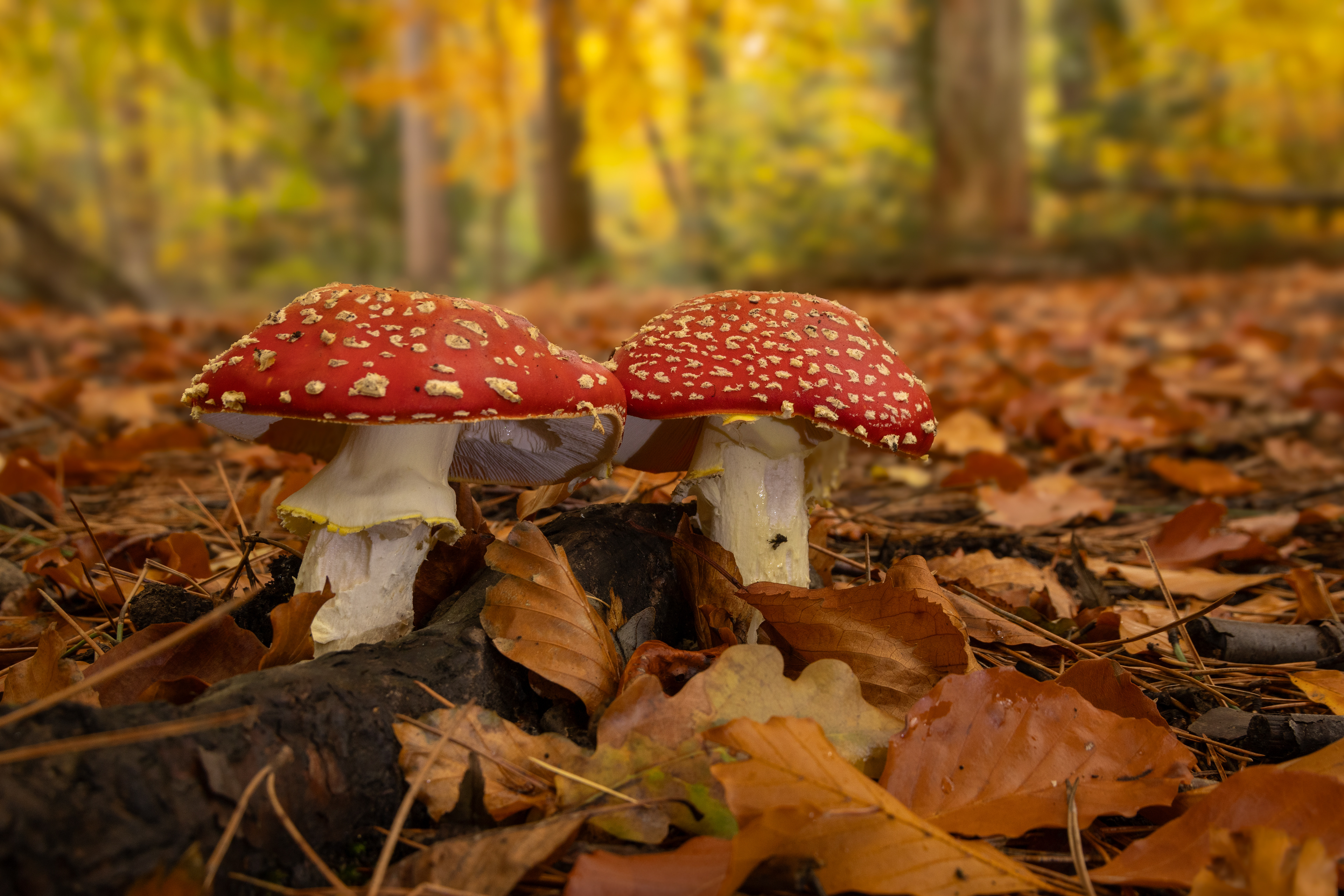 Fly Agaric