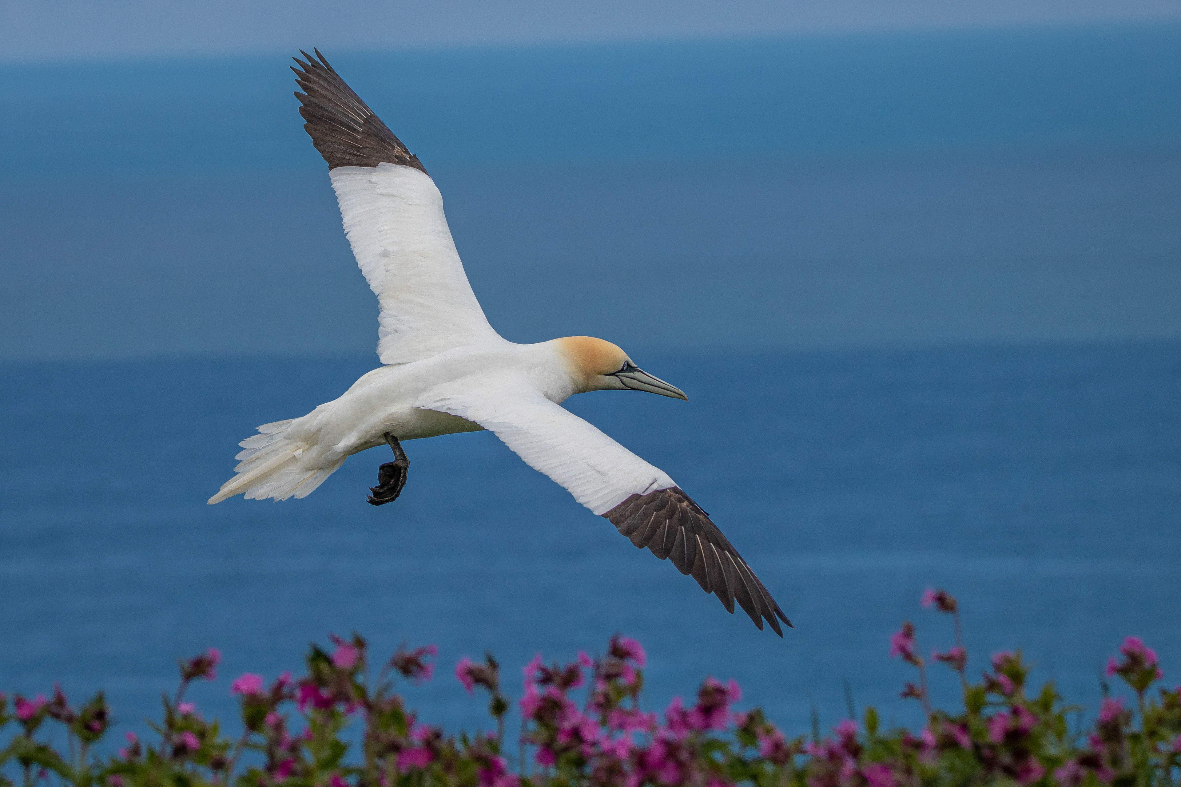 Gannet