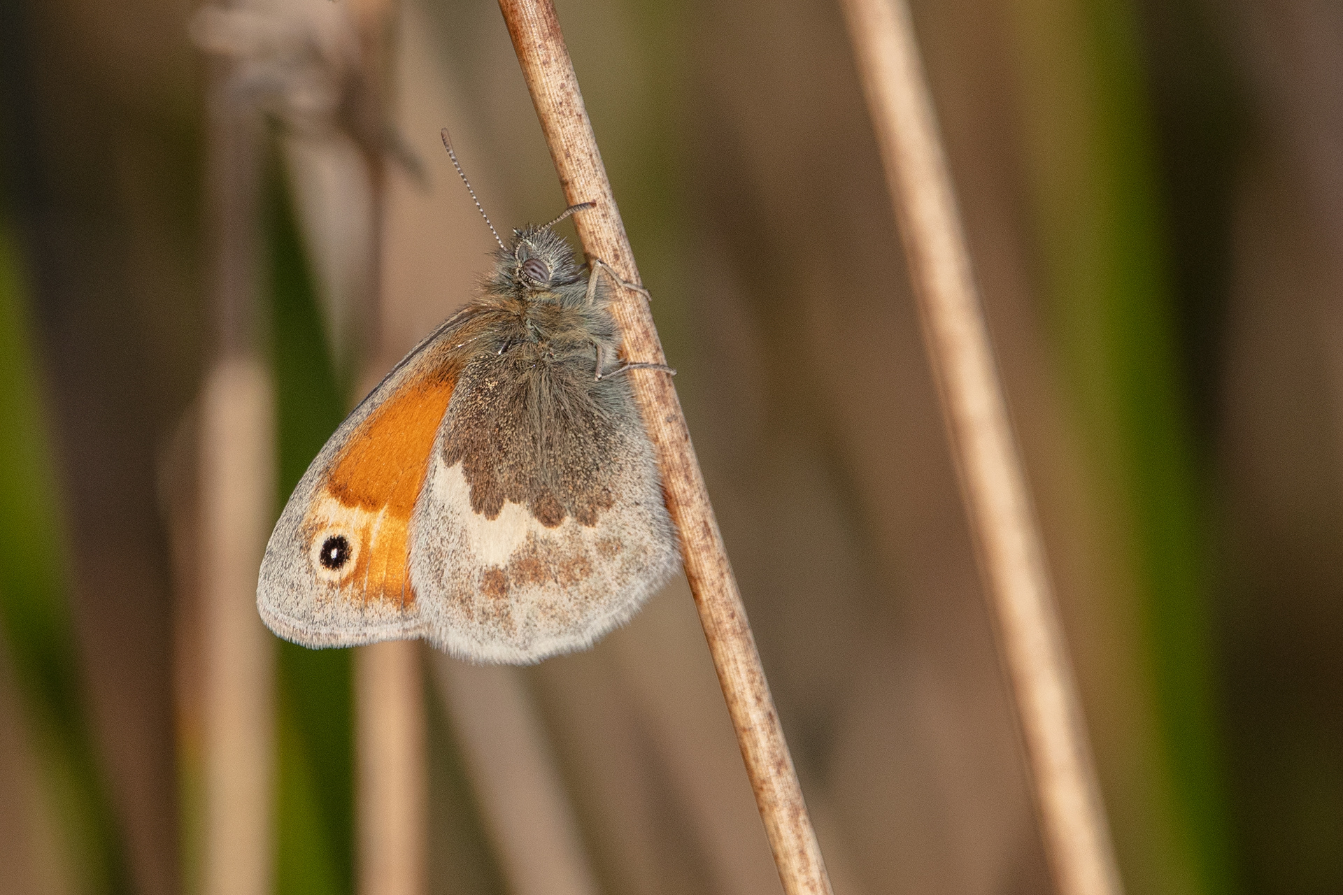 Small Heath Butterfly