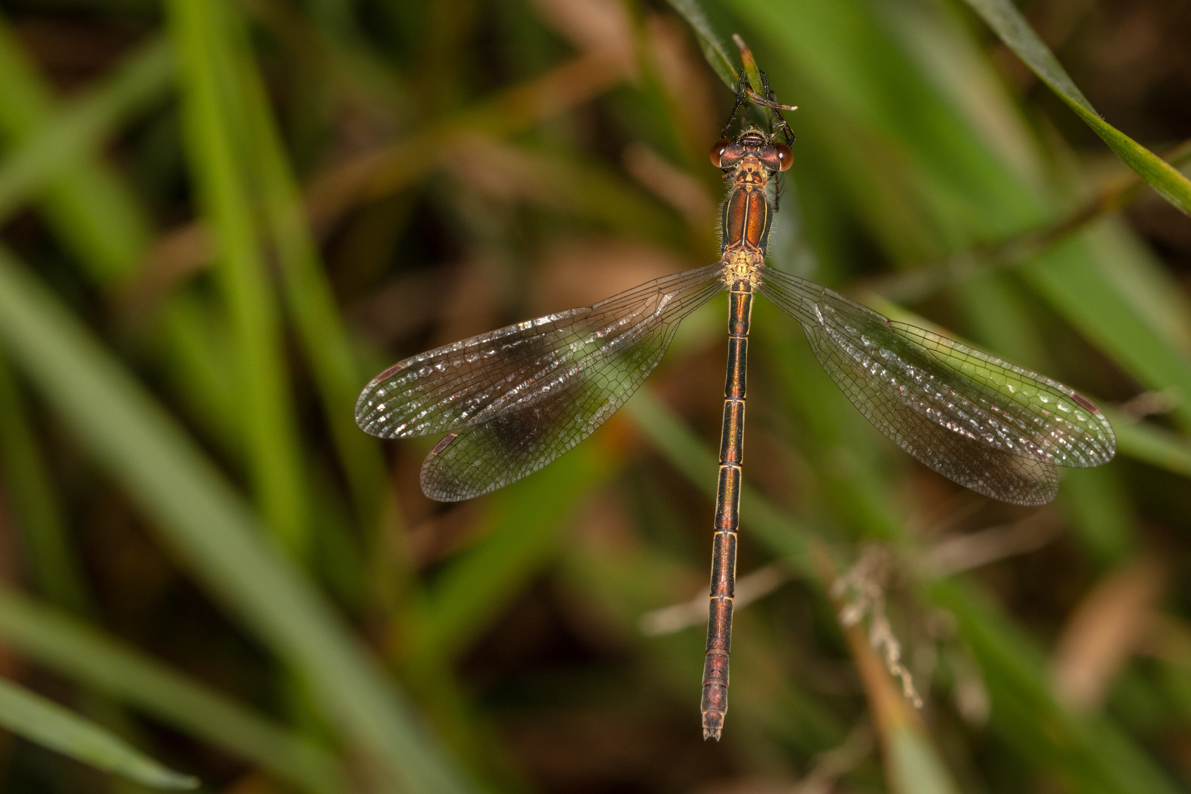 Emerald Damselfly (female)