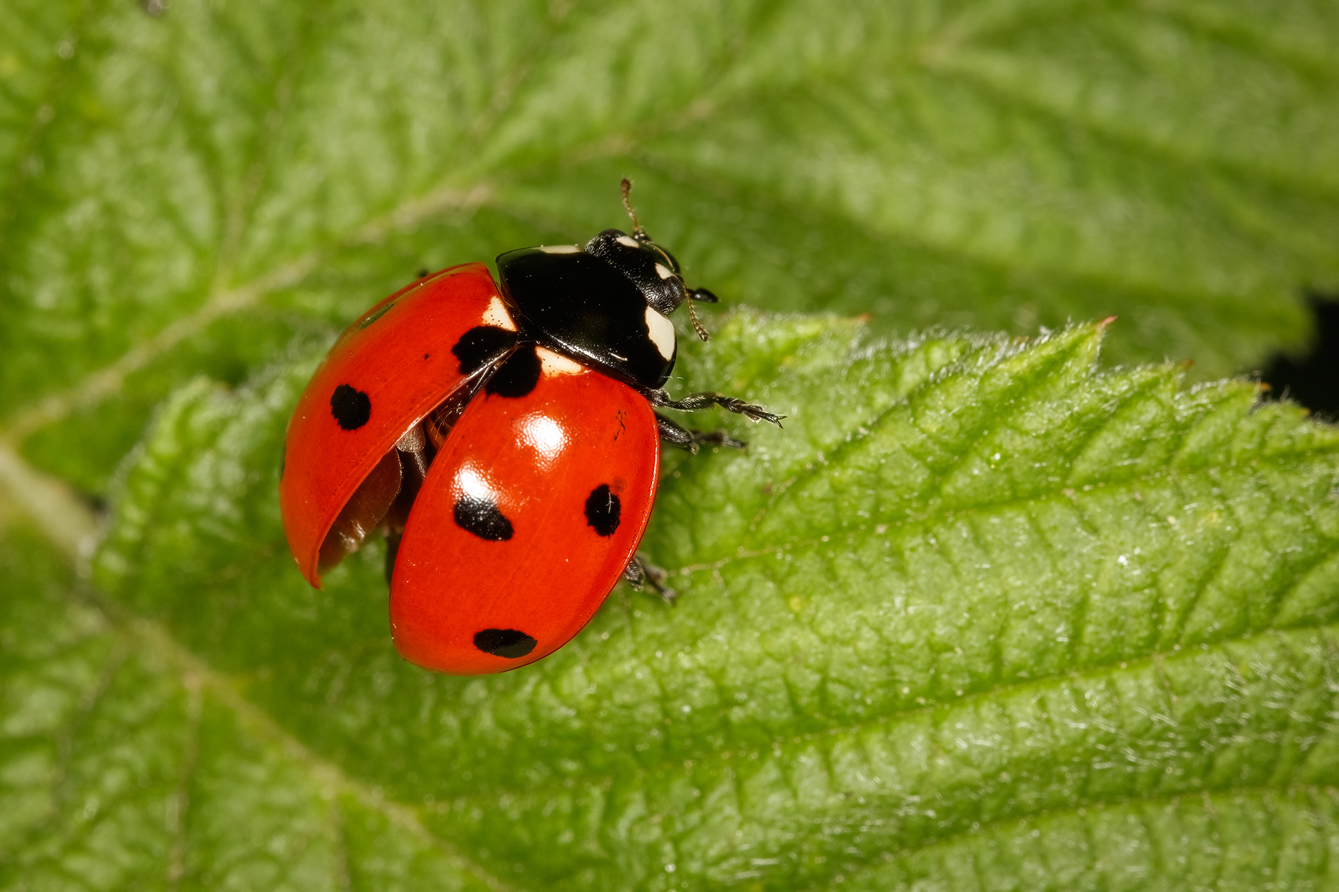 7-spot Ladybird
