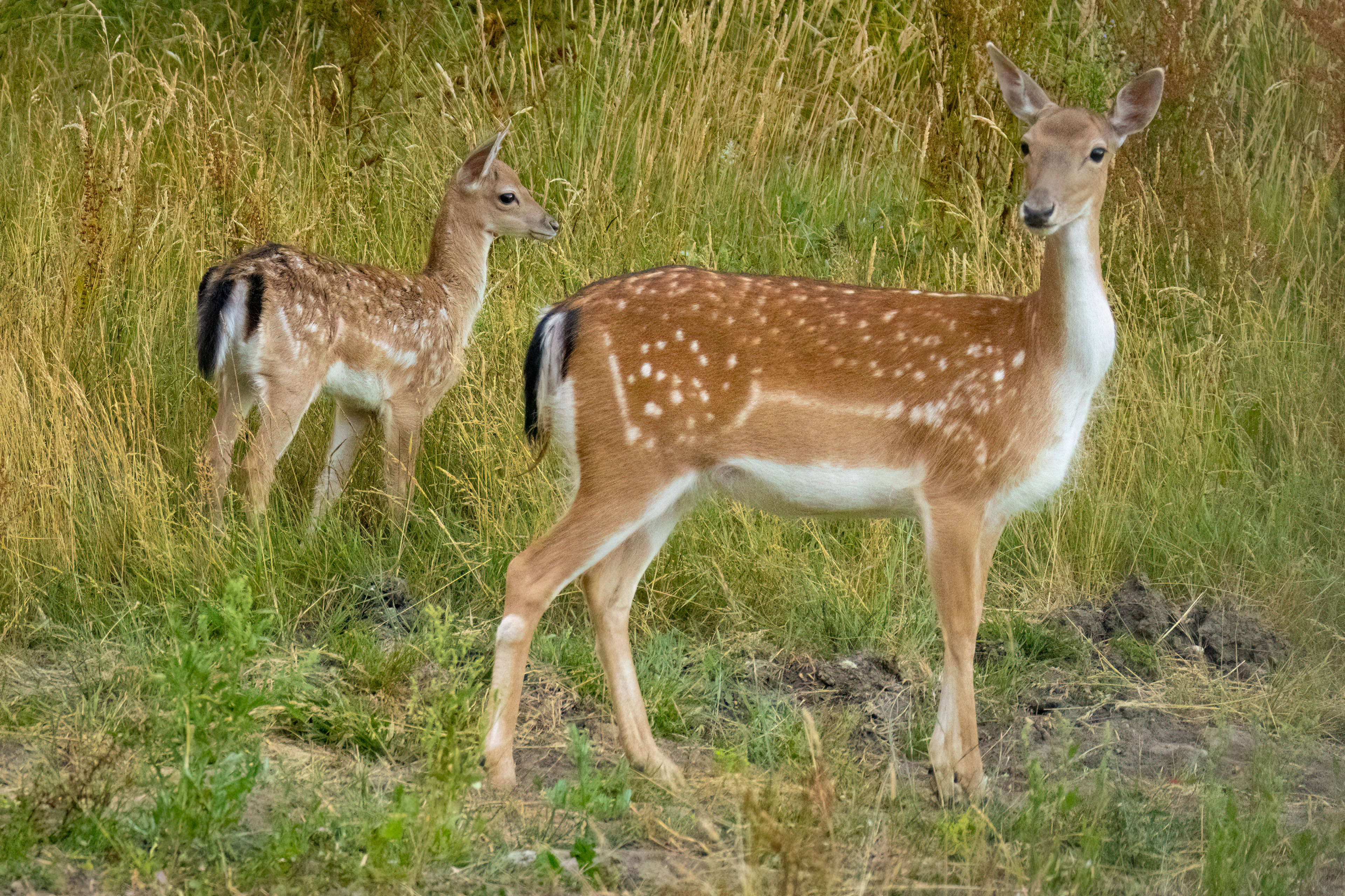 Fallow Deer