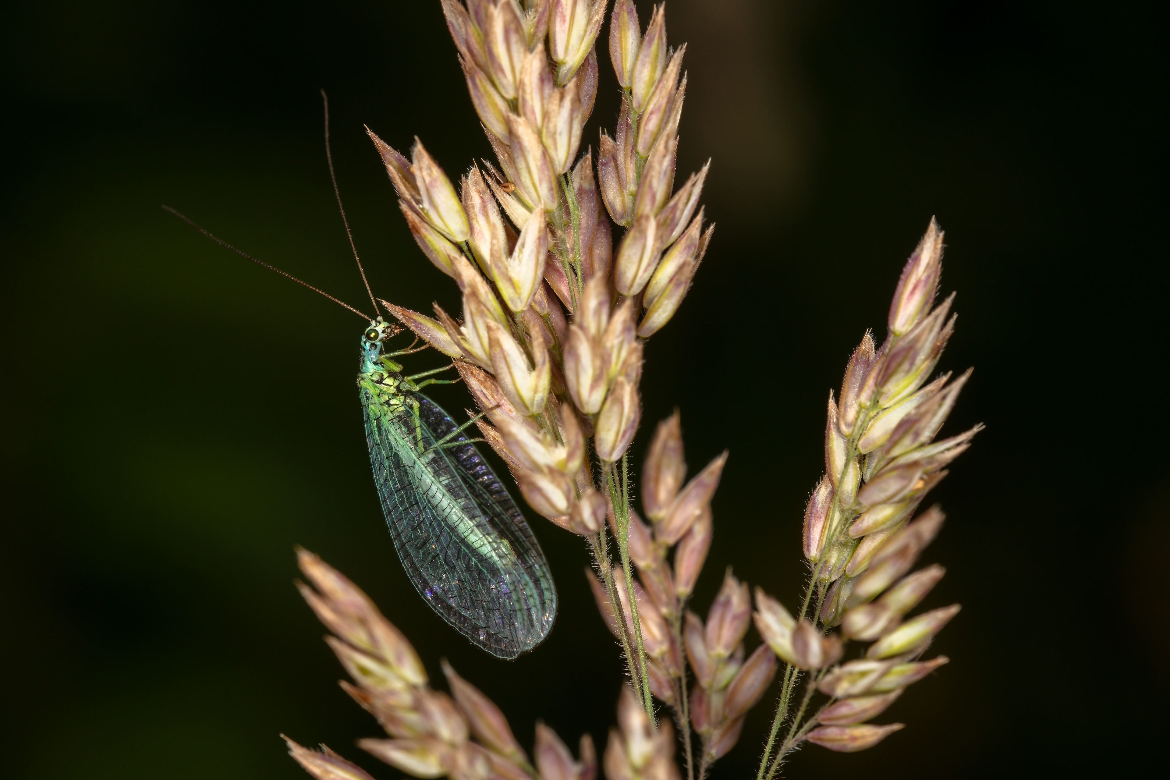  Pearly Green Lacewing