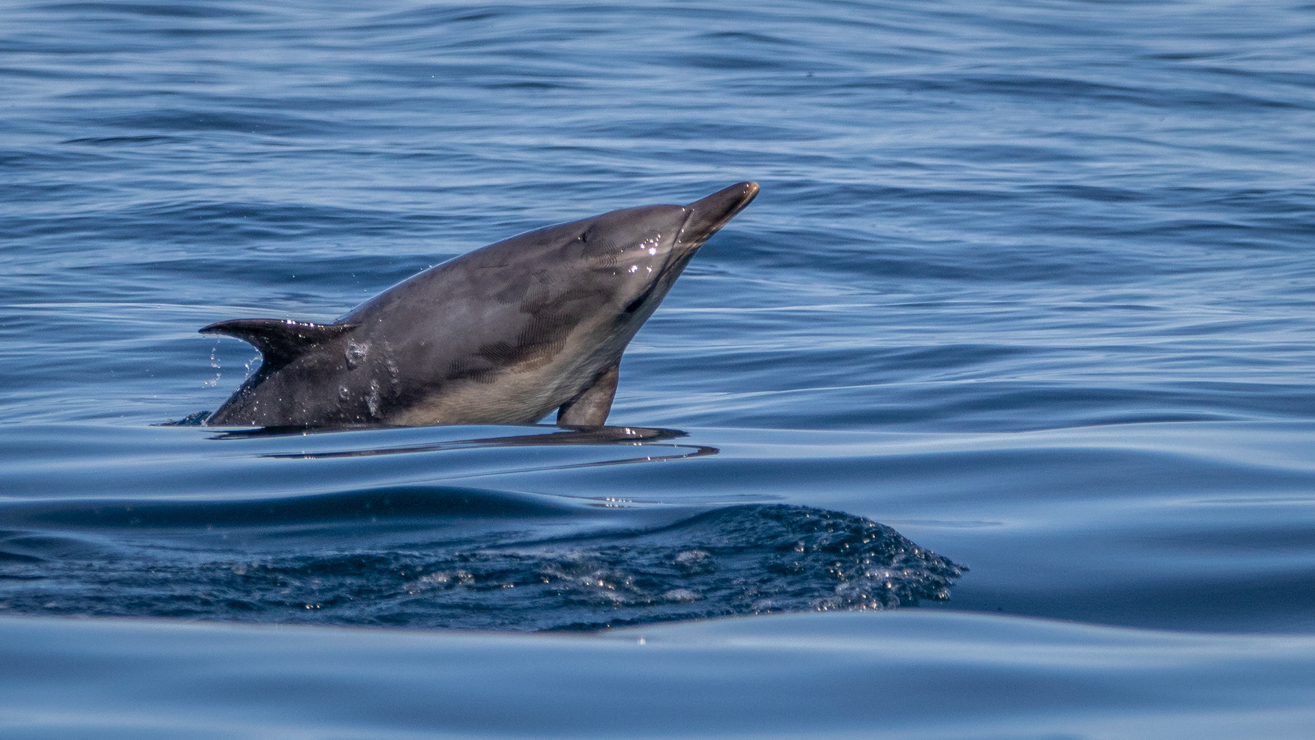 Common Bottlenose Dolphin