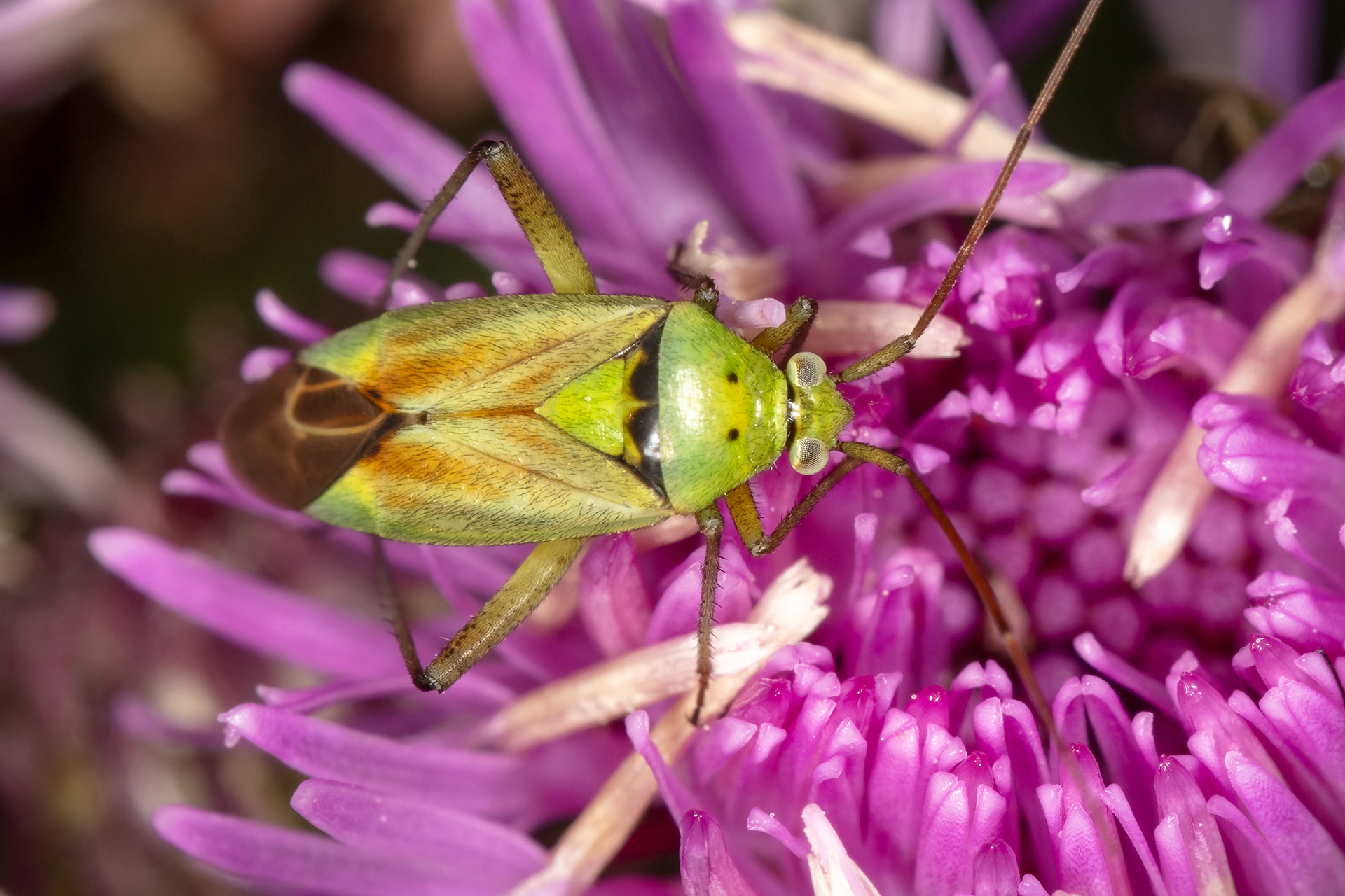 Potato Capsid (Closterotomus norwegicus)