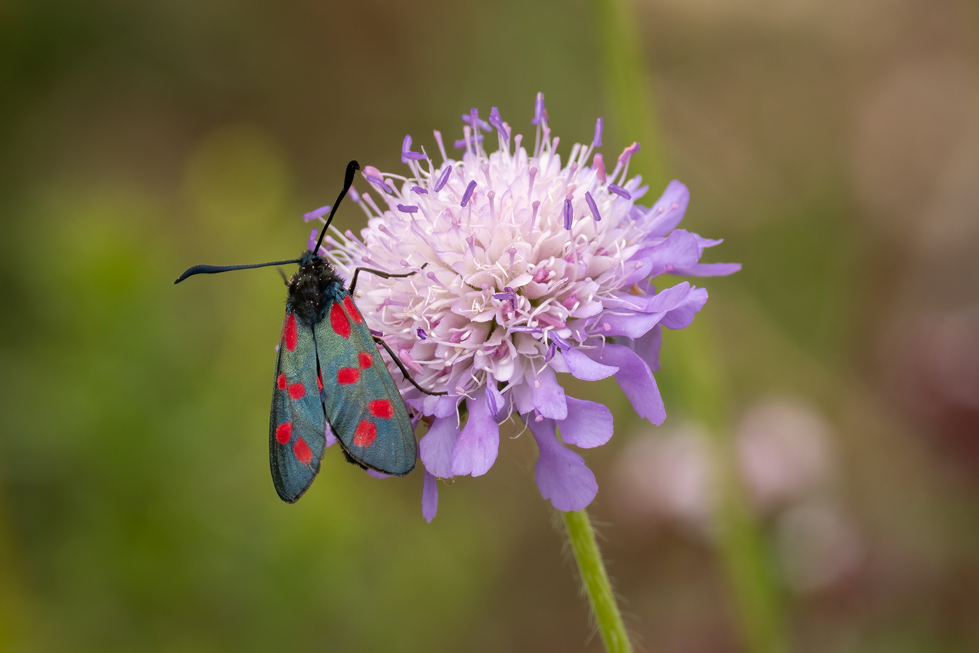 Six Spot Burnet Moth
