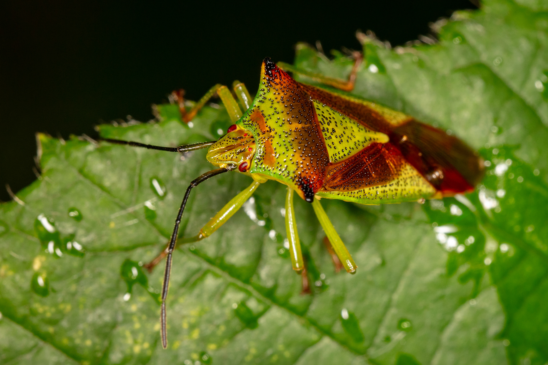 Hawthorn shield bug