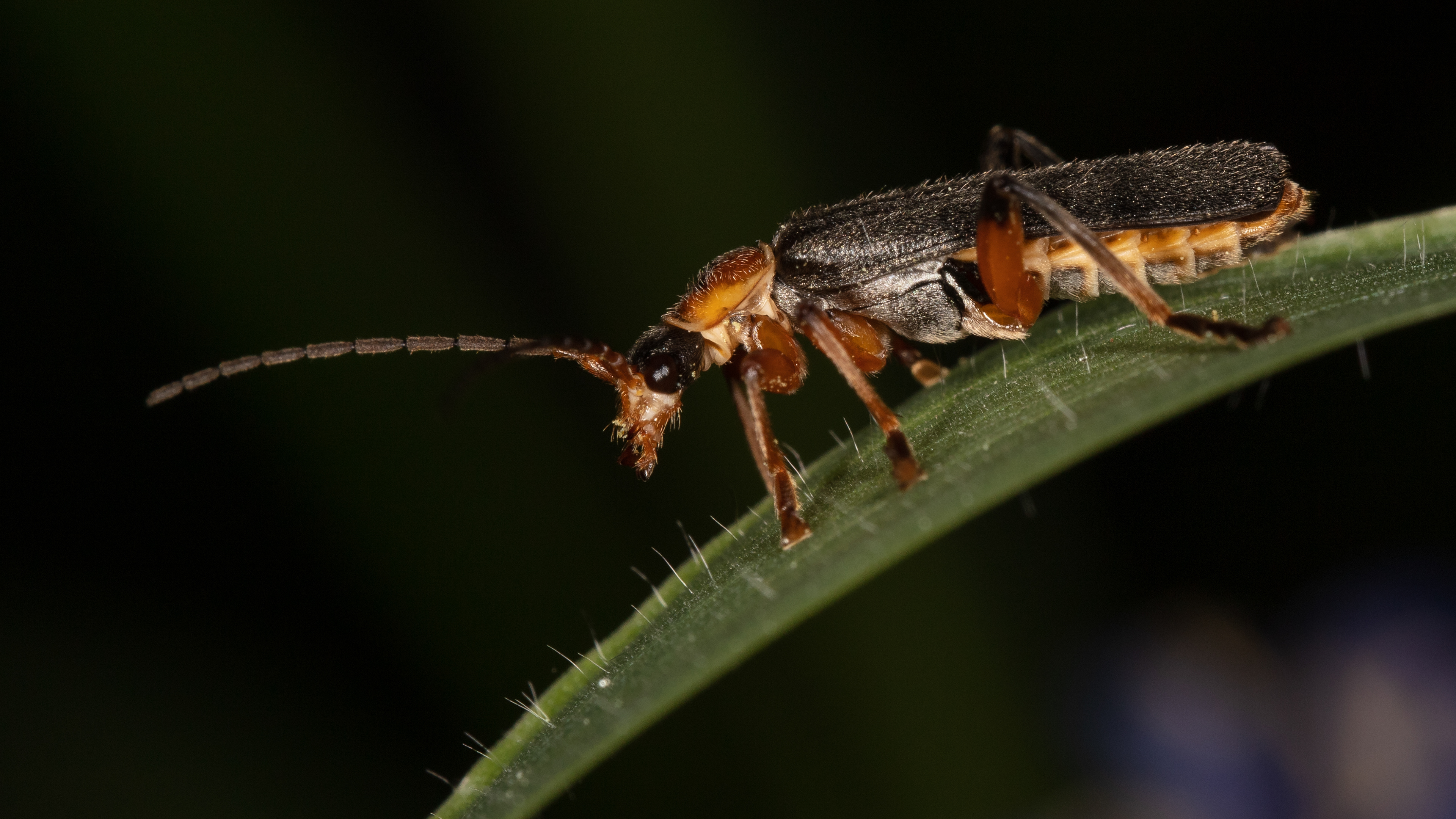 Soldier Beetle