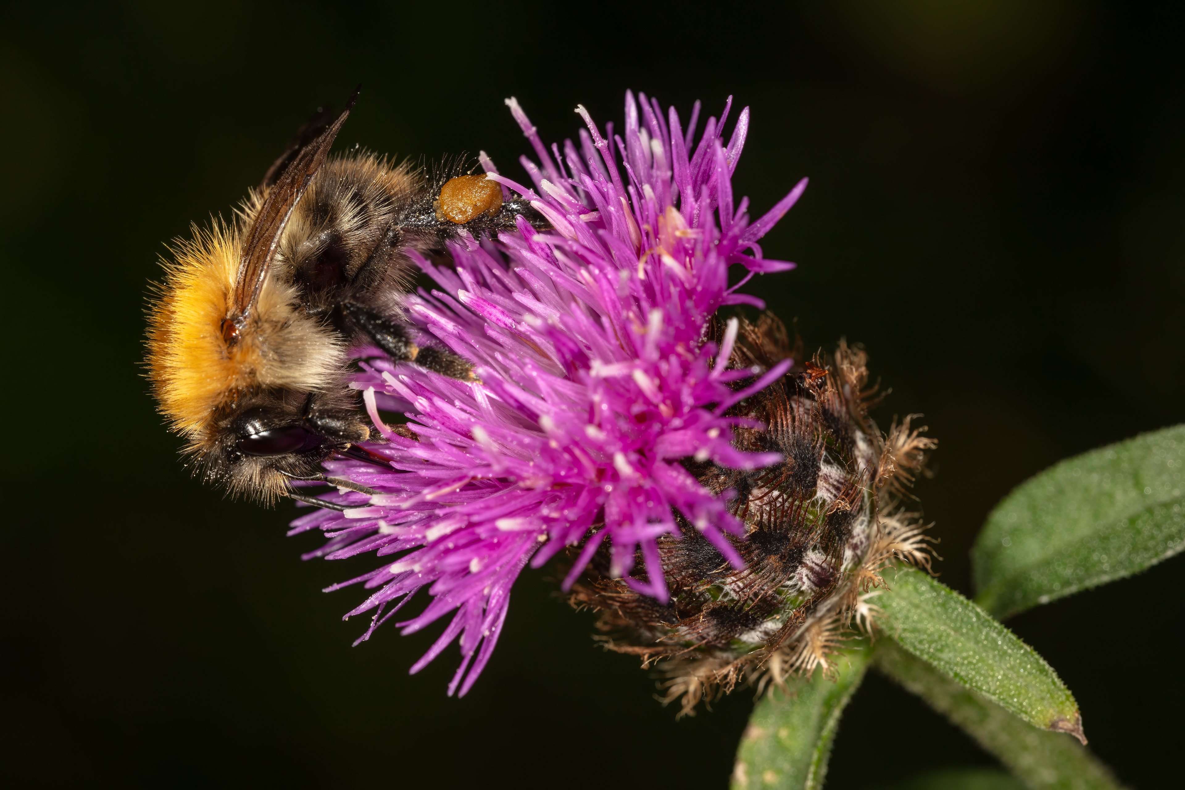 Bumblebee (Common Carder Bee)