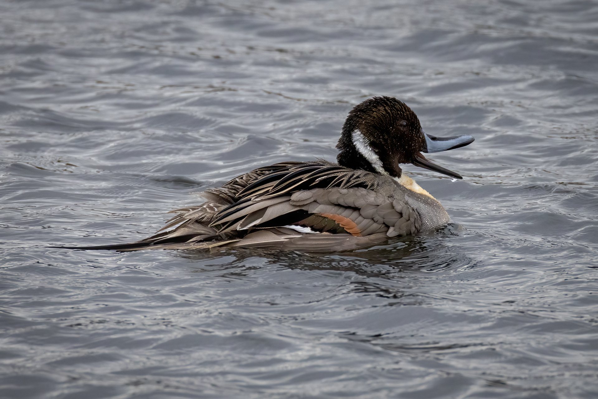 Pintail