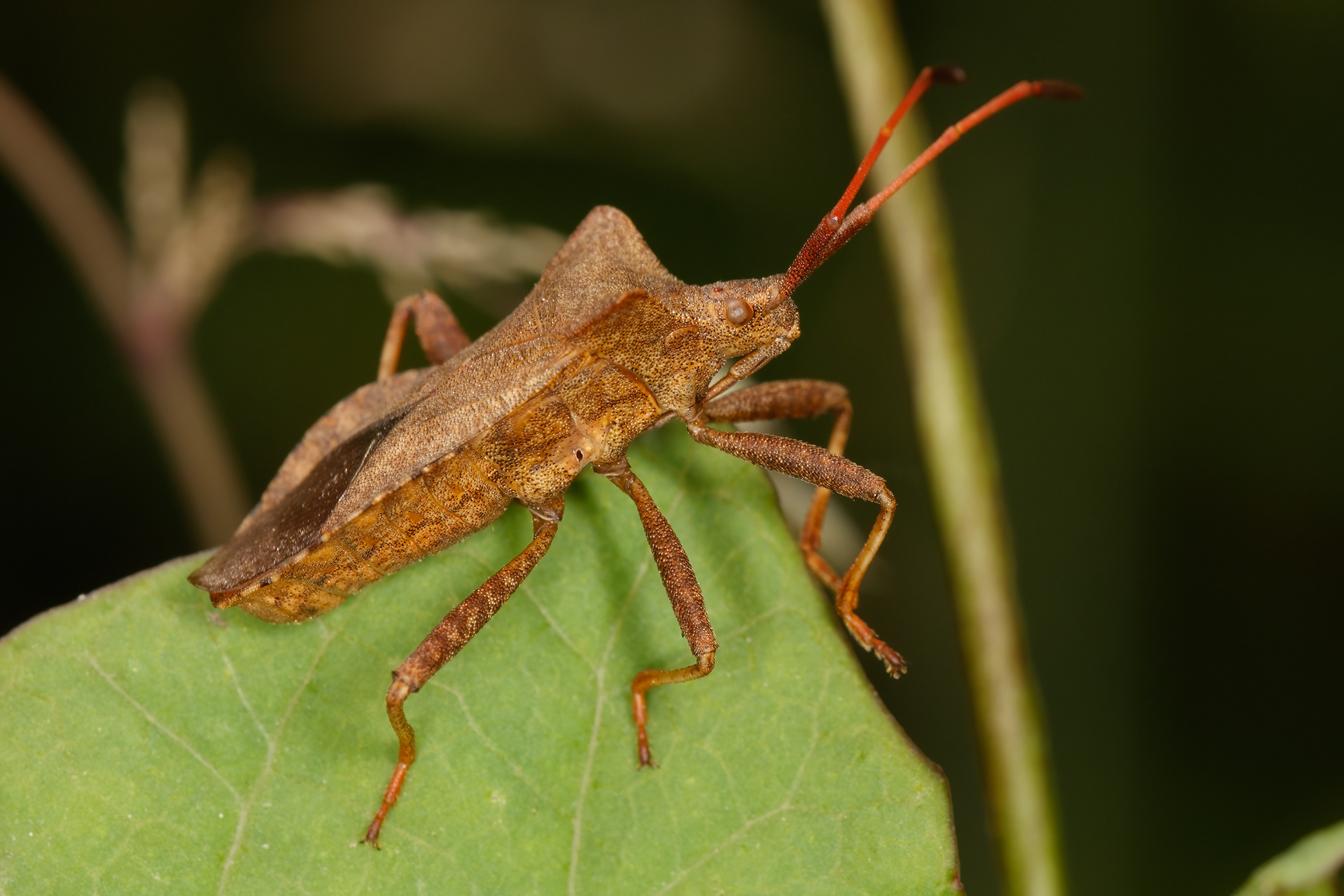 Dock Bug