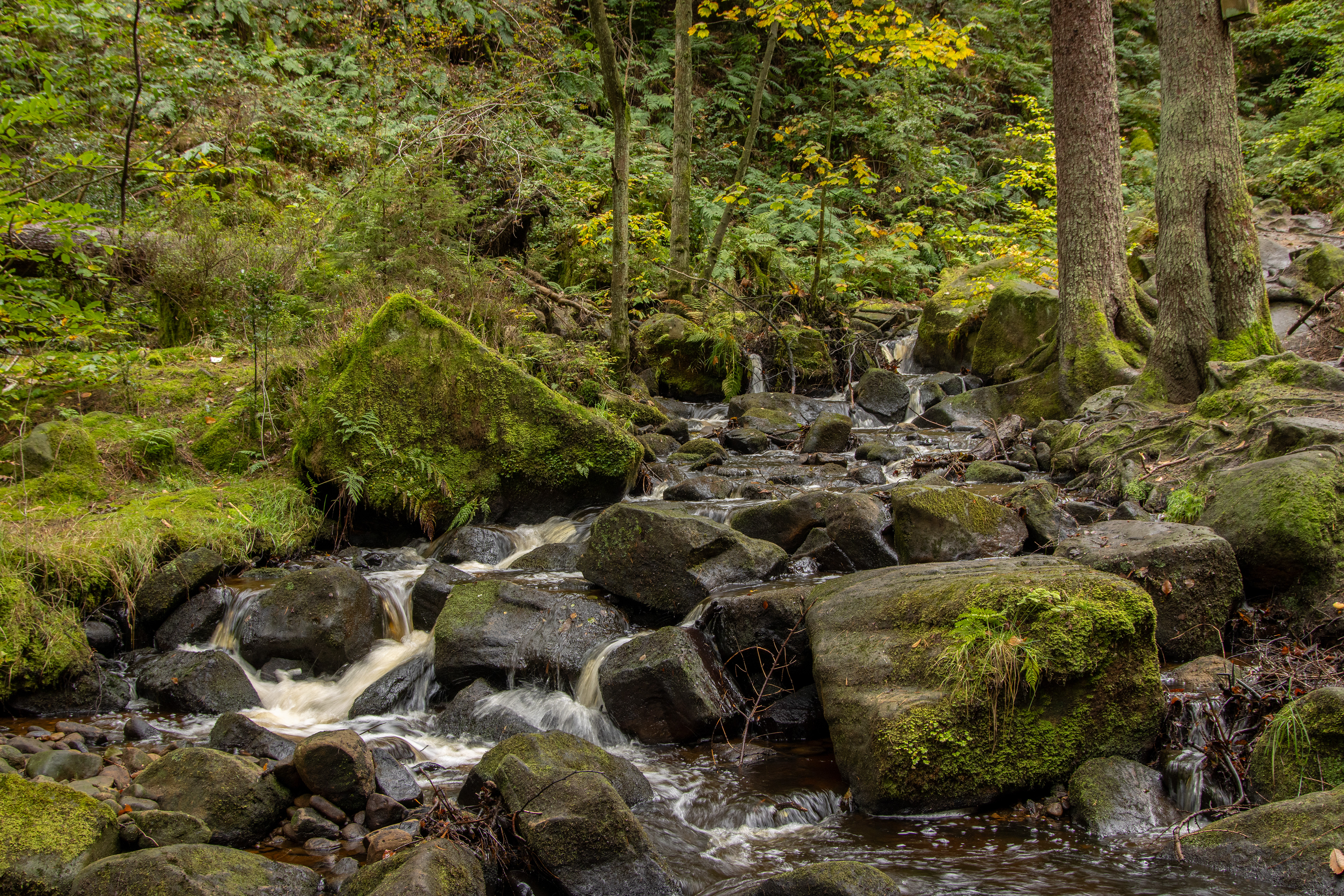 Wyming Brook Nature Reserve