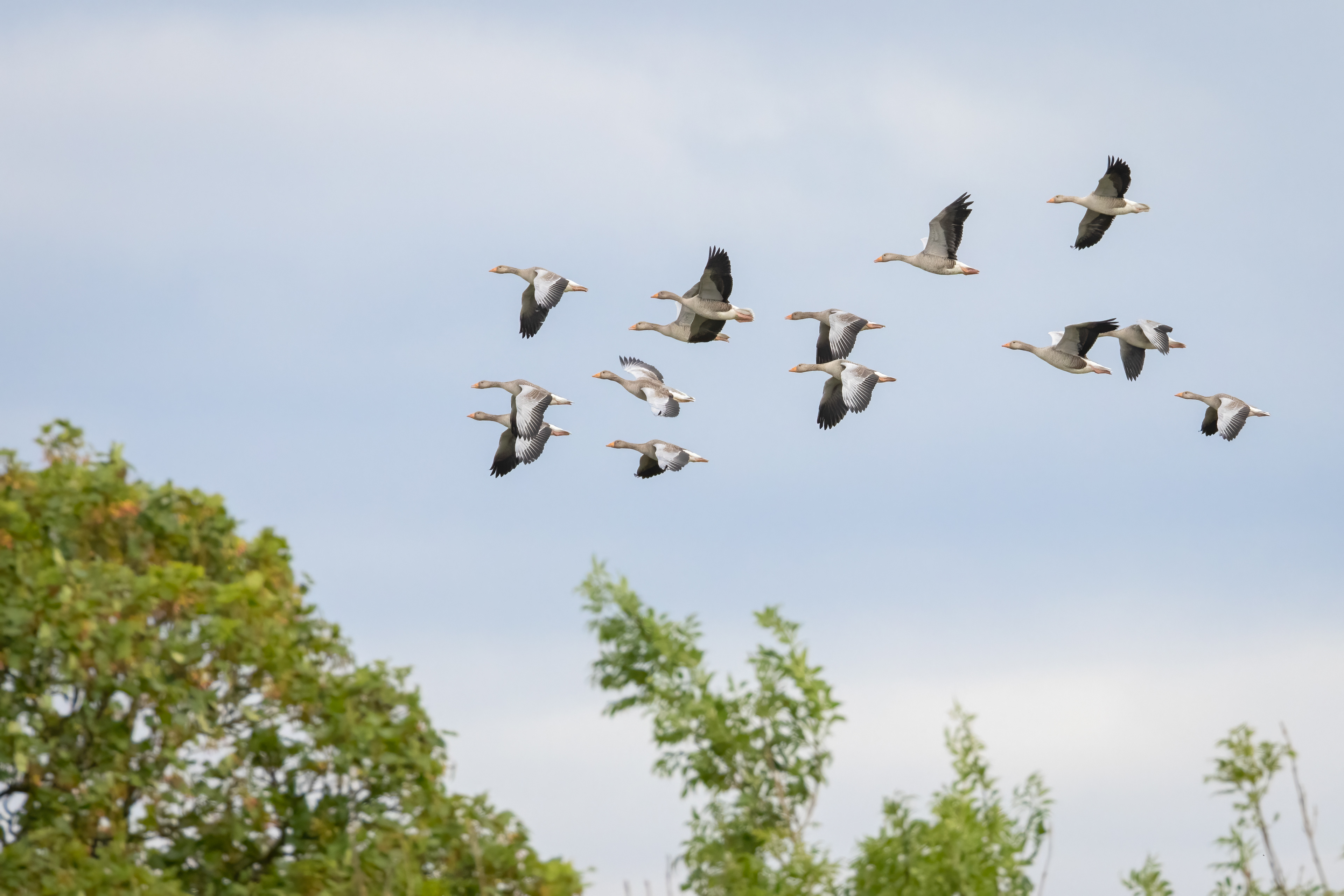 Greylag Geese