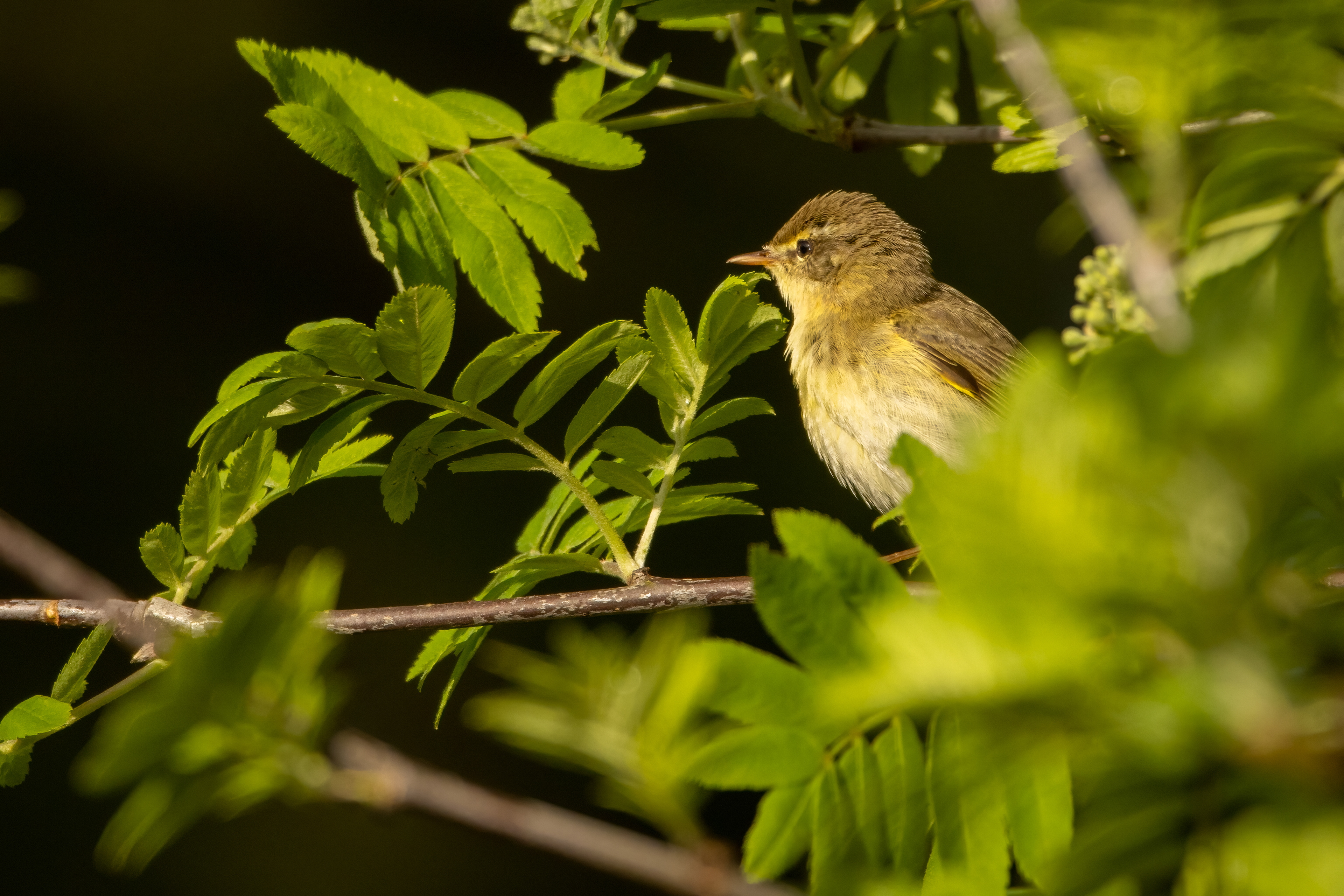 Willow Warbler