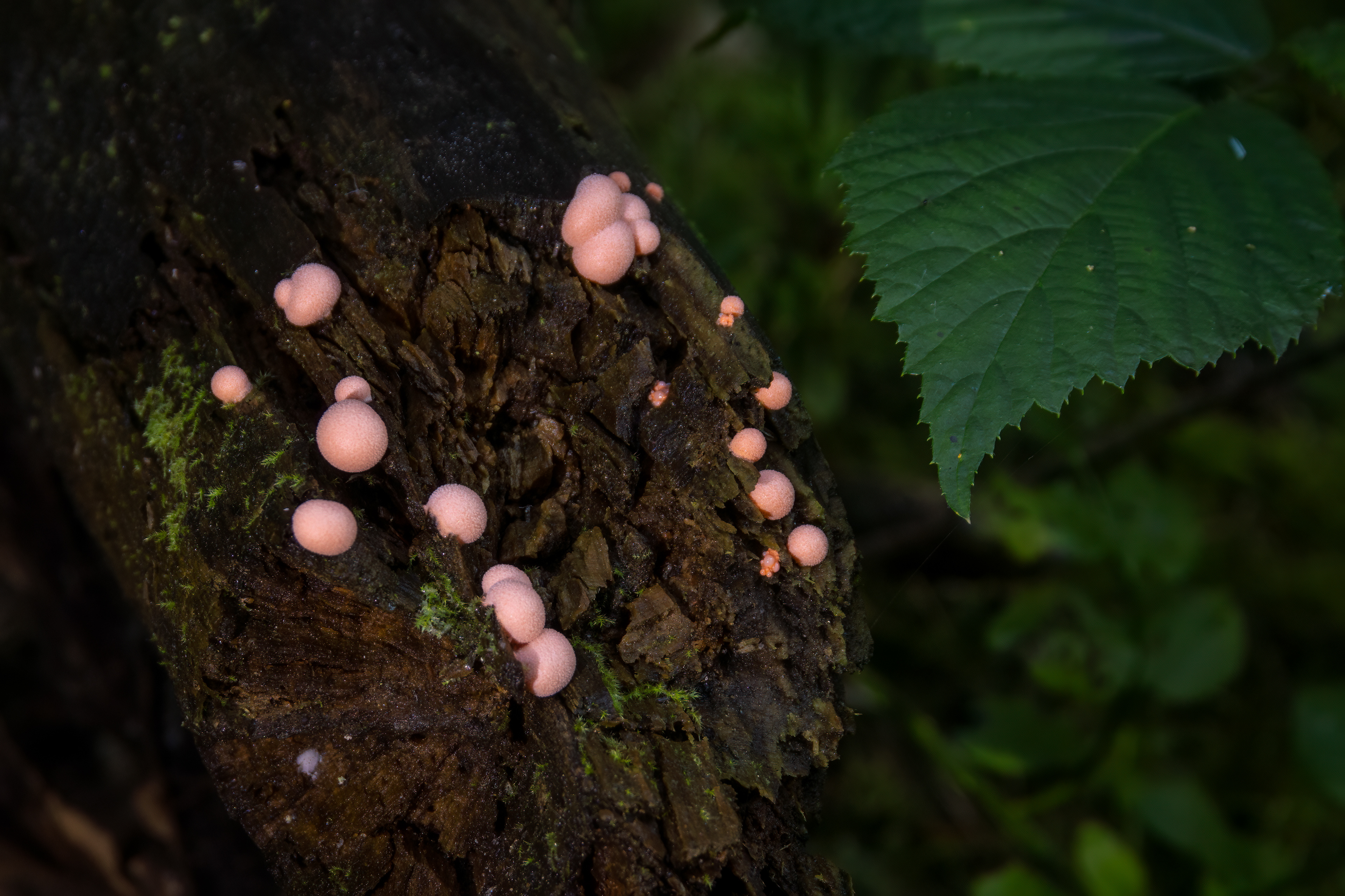 Wolf's Milk Slime Mould