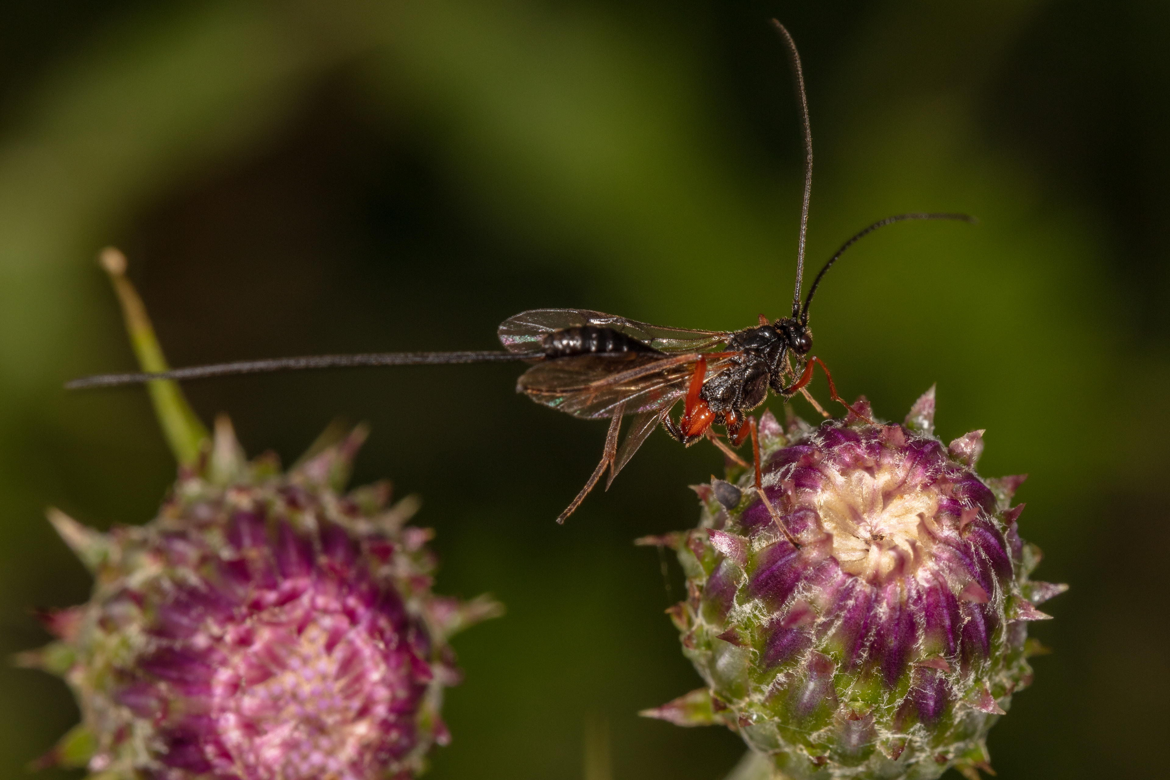 Ichneumon Wasp