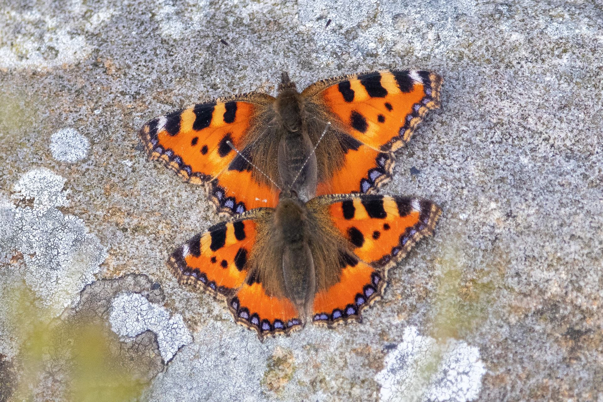 Tortoiseshell Butterflies